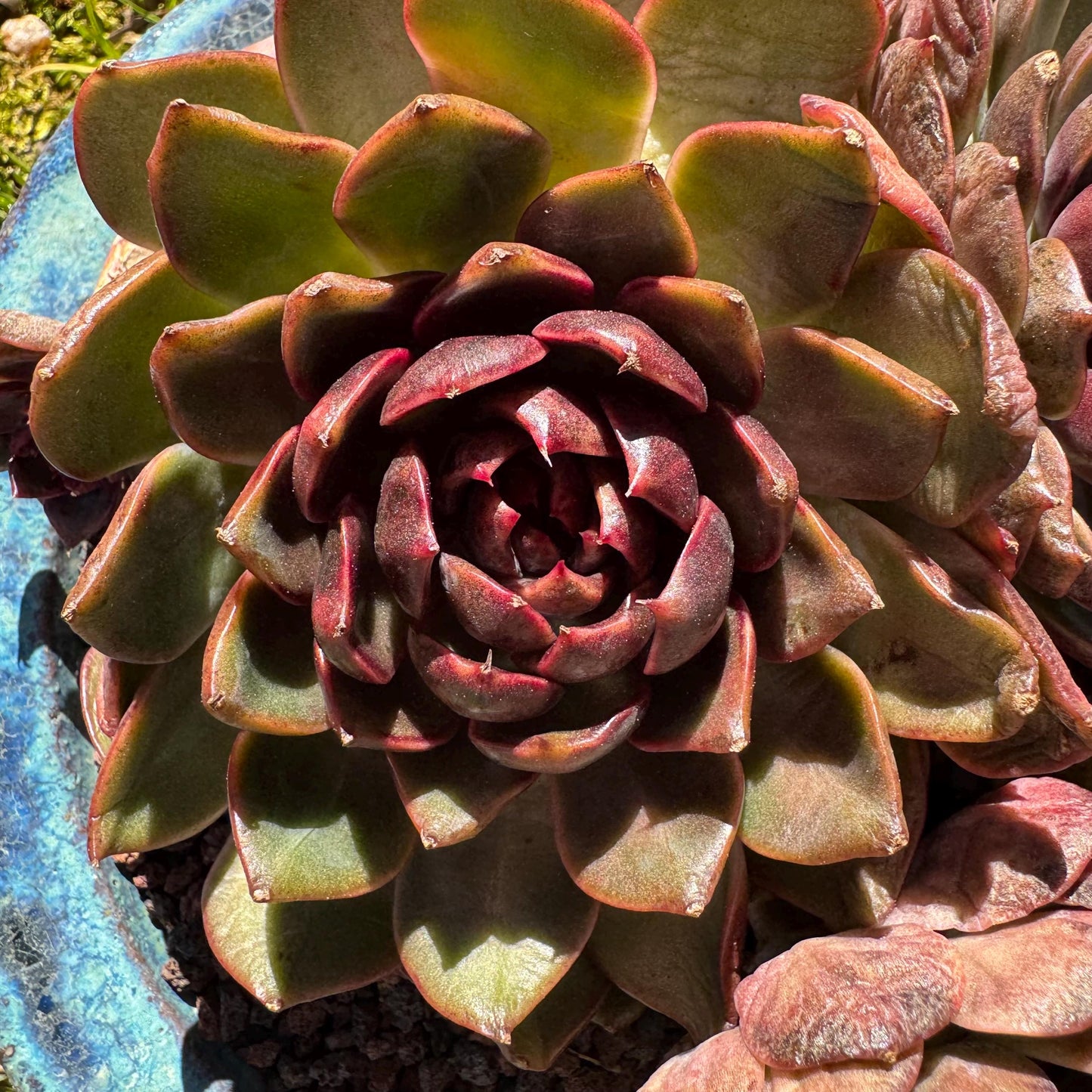 Echeveria 'blueberry ' big cluster, 5.7inches, 4heads, Bare Root, Imported Rare Succulent, live plant, gift