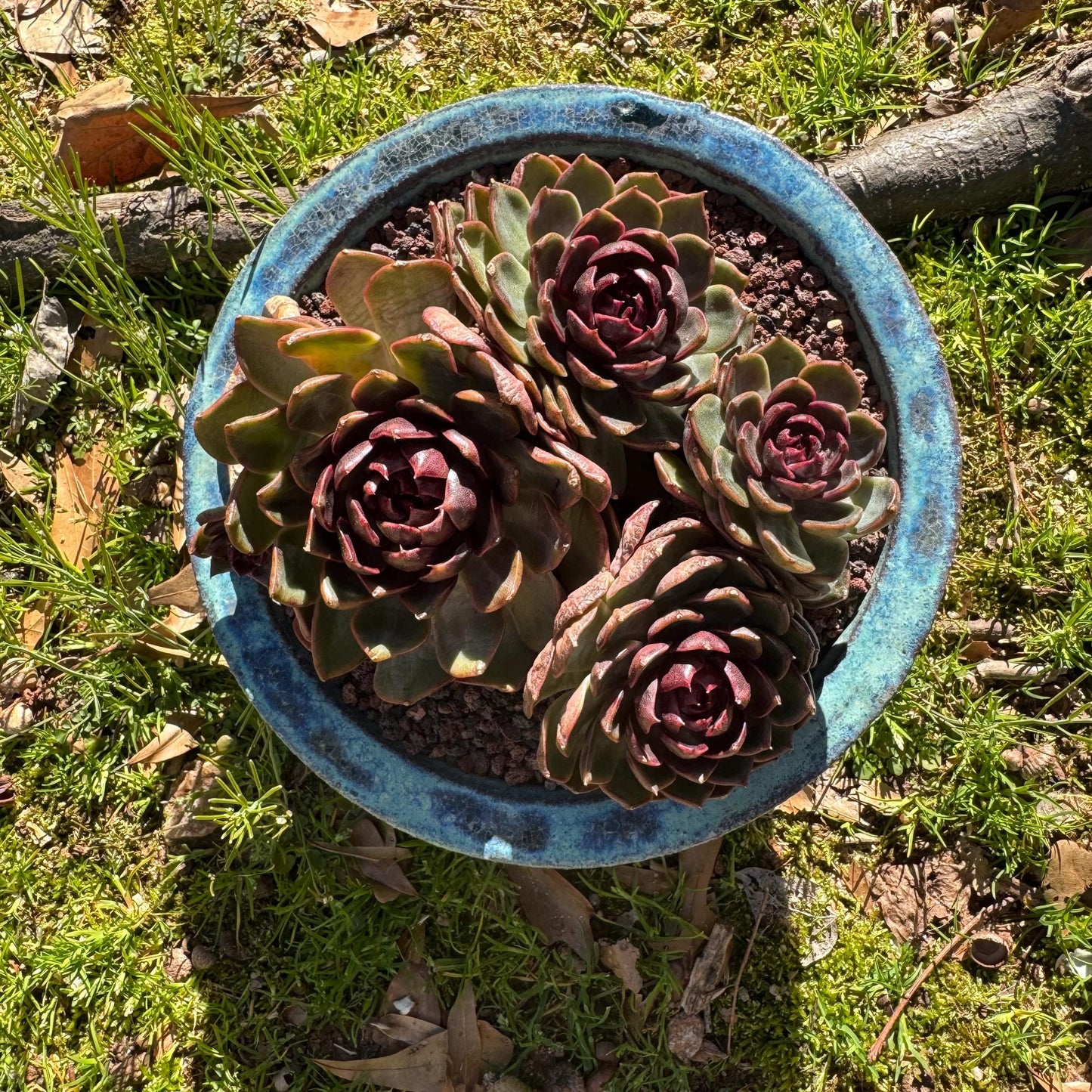 Echeveria 'blueberry ' big cluster, 5.7inches, 4heads, Bare Root, Imported Rare Succulent, live plant, gift