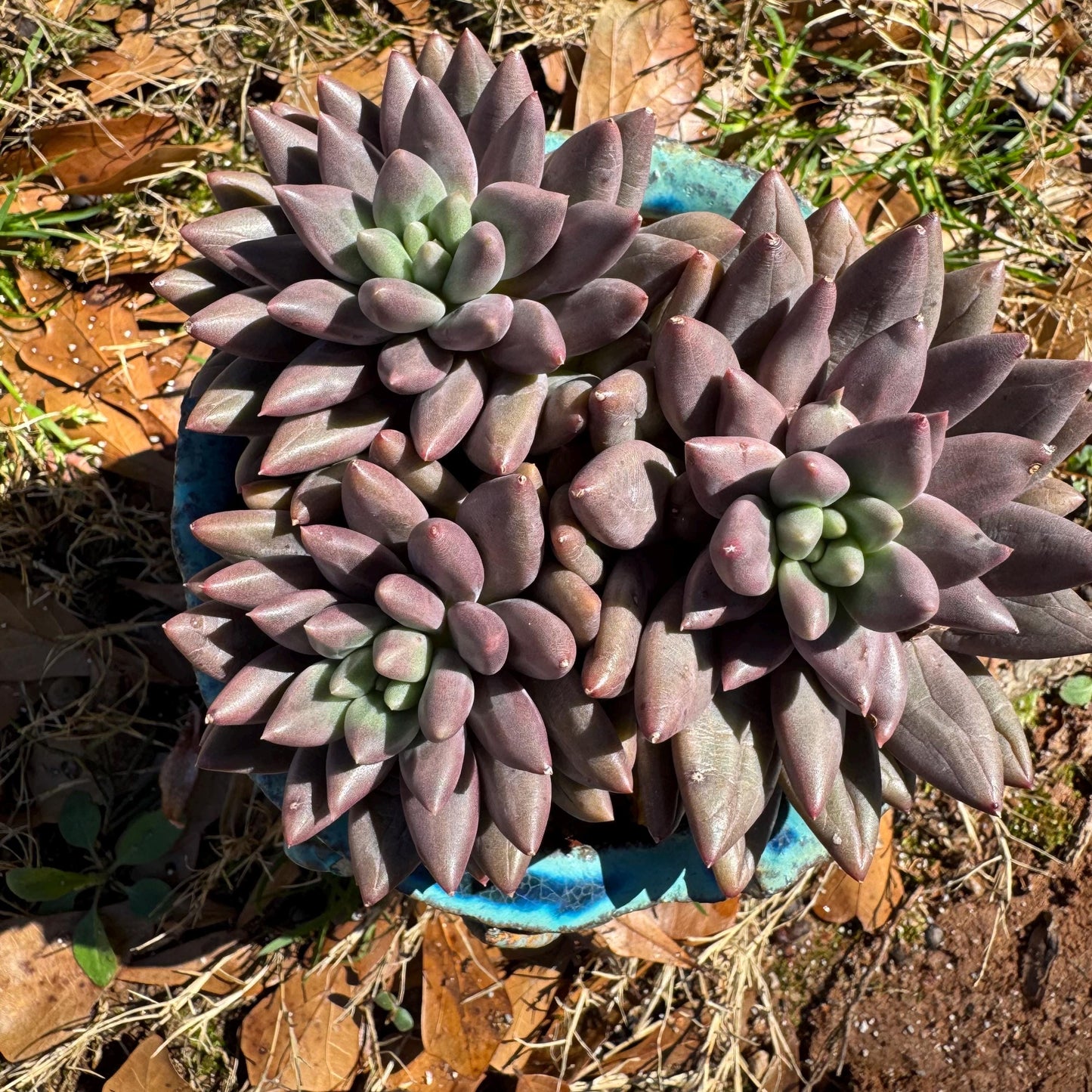 Pachyphytum’ Yumeiren sp. ’ cluster , 4.2inches, new hybrid, 3heads, nice color