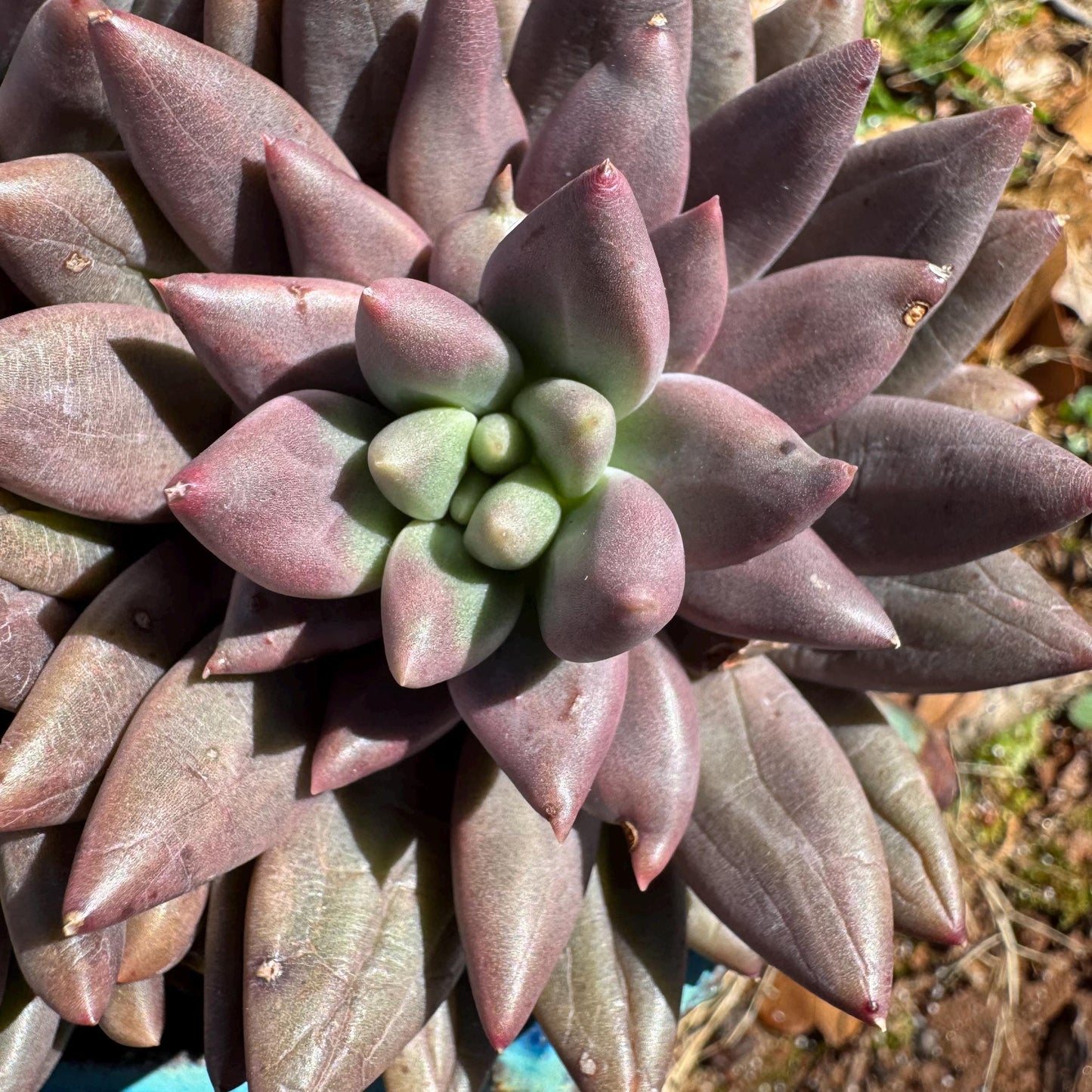 Pachyphytum’ Yumeiren sp. ’ cluster , 4.2inches, new hybrid, 3heads, nice color