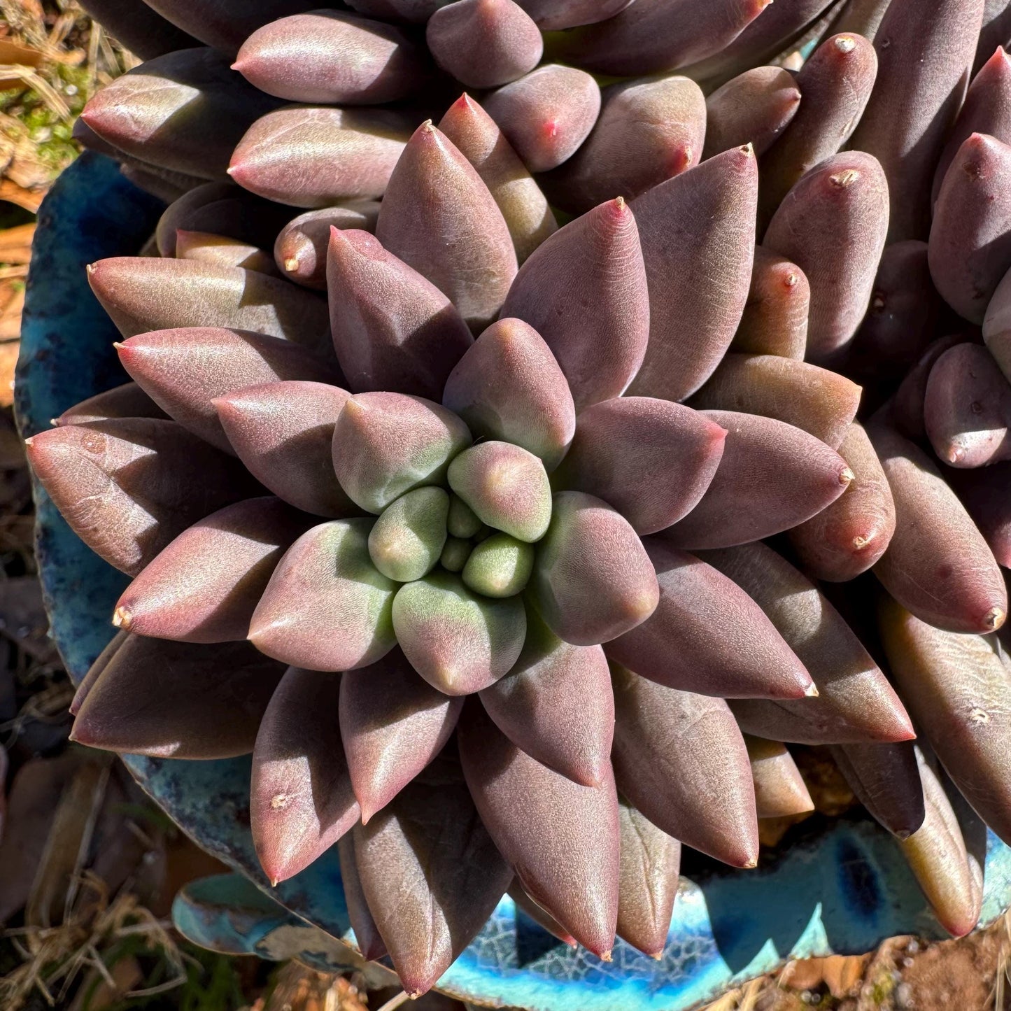 Pachyphytum’ Yumeiren sp. ’ cluster , 4.2inches, new hybrid, 3heads, nice color