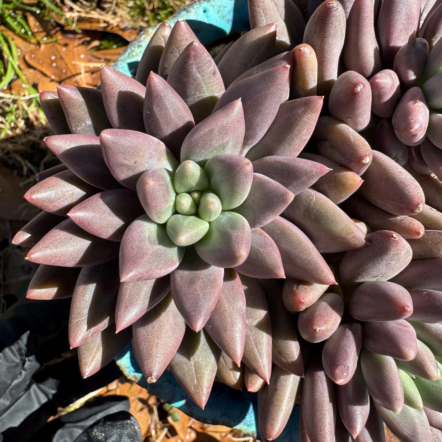 Pachyphytum’ Yumeiren sp. ’ cluster , 4.2inches, new hybrid, 3heads, nice color