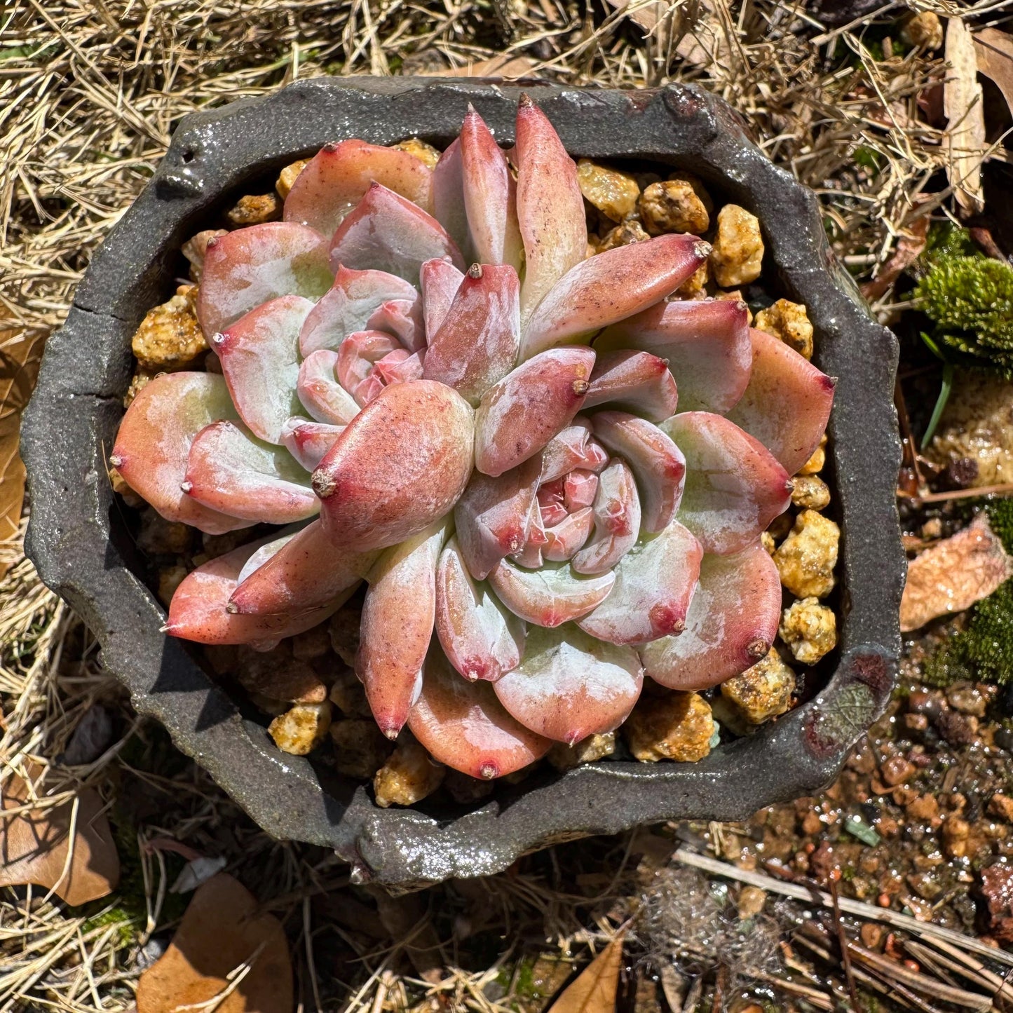 Echeveria 'sugar heart' ,2heads , 2.4inches, Bare Root, Imported Rare Succulent, live plant