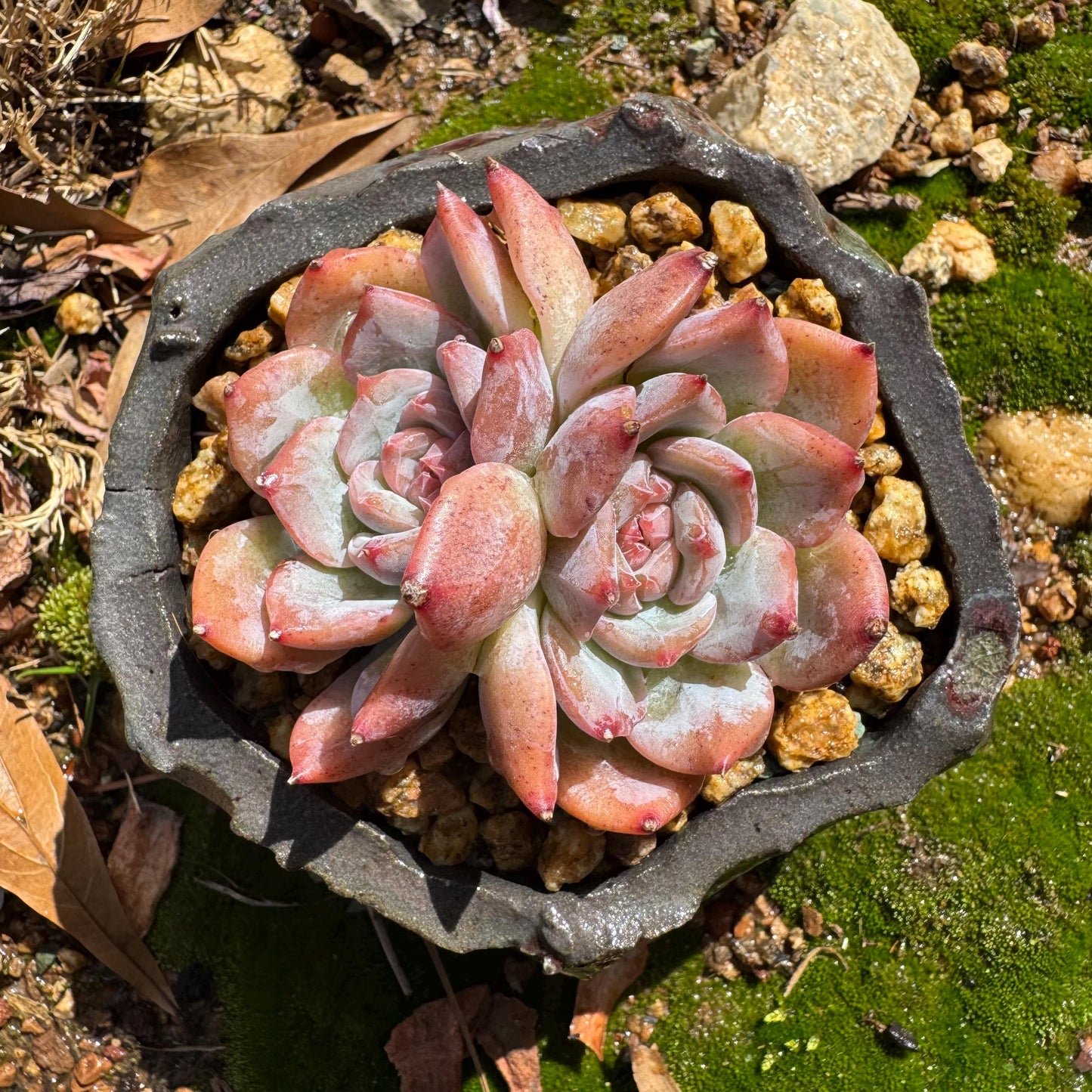 Echeveria 'sugar heart' ,2heads , 2.4inches, Bare Root, Imported Rare Succulent, live plant