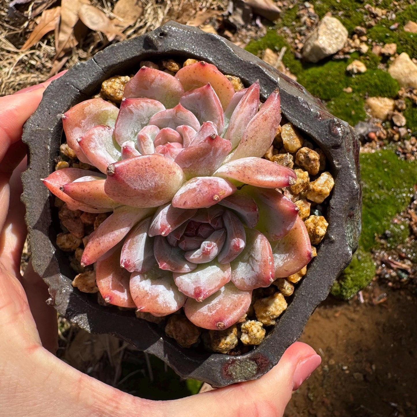 Echeveria 'sugar heart' ,2heads , 2.4inches, Bare Root, Imported Rare Succulent, live plant