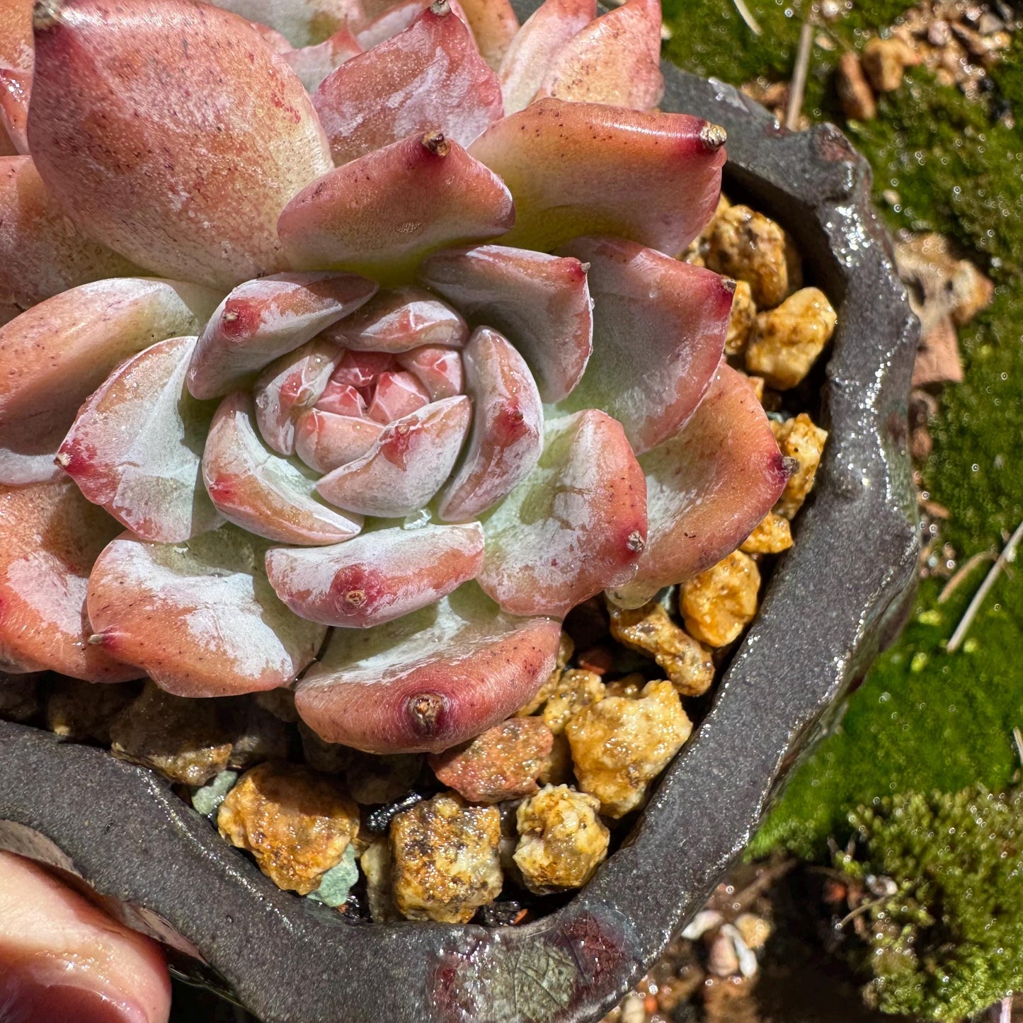 Echeveria 'sugar heart' ,2heads , 2.4inches, Bare Root, Imported Rare Succulent, live plant