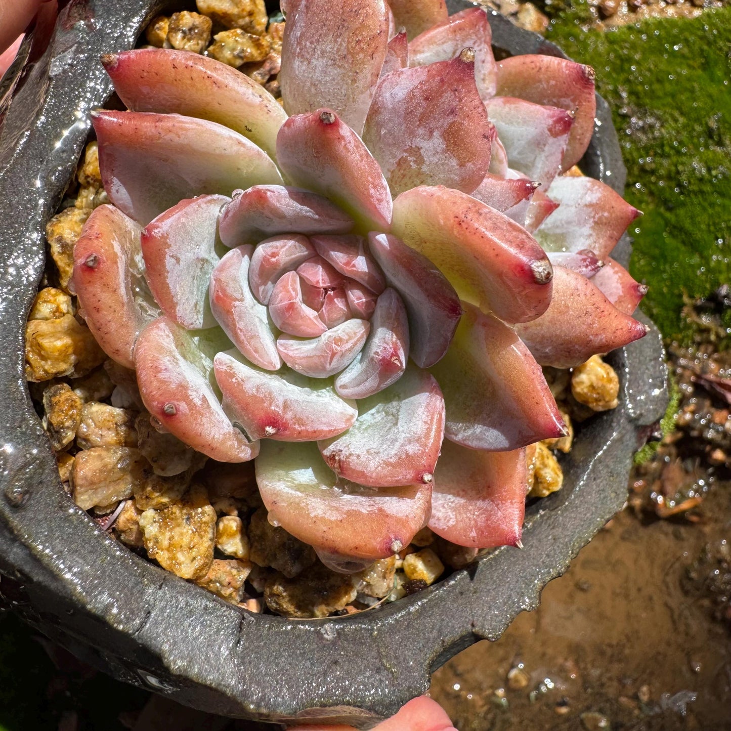 Echeveria 'sugar heart' ,2heads , 2.4inches, Bare Root, Imported Rare Succulent, live plant