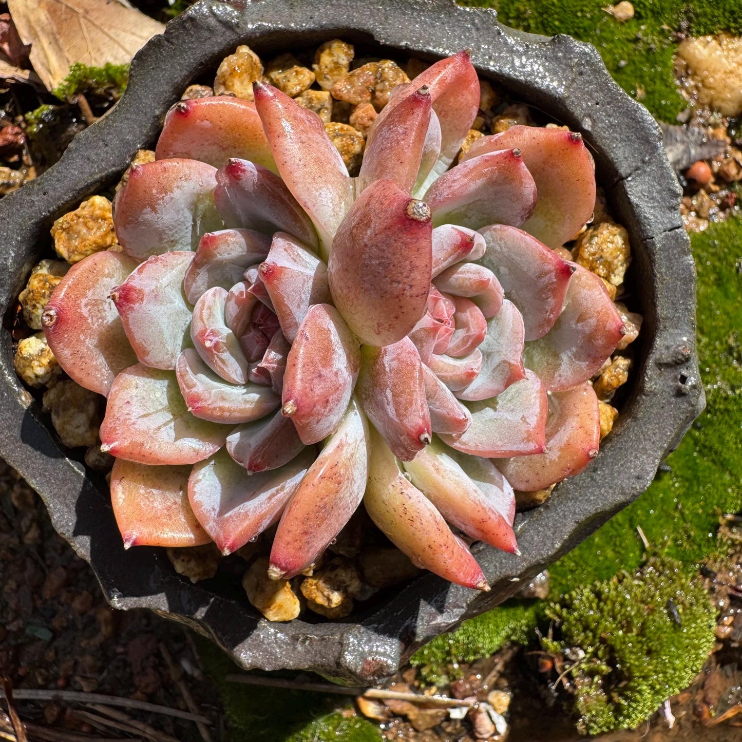 Echeveria 'sugar heart' ,2heads , 2.4inches, Bare Root, Imported Rare Succulent, live plant