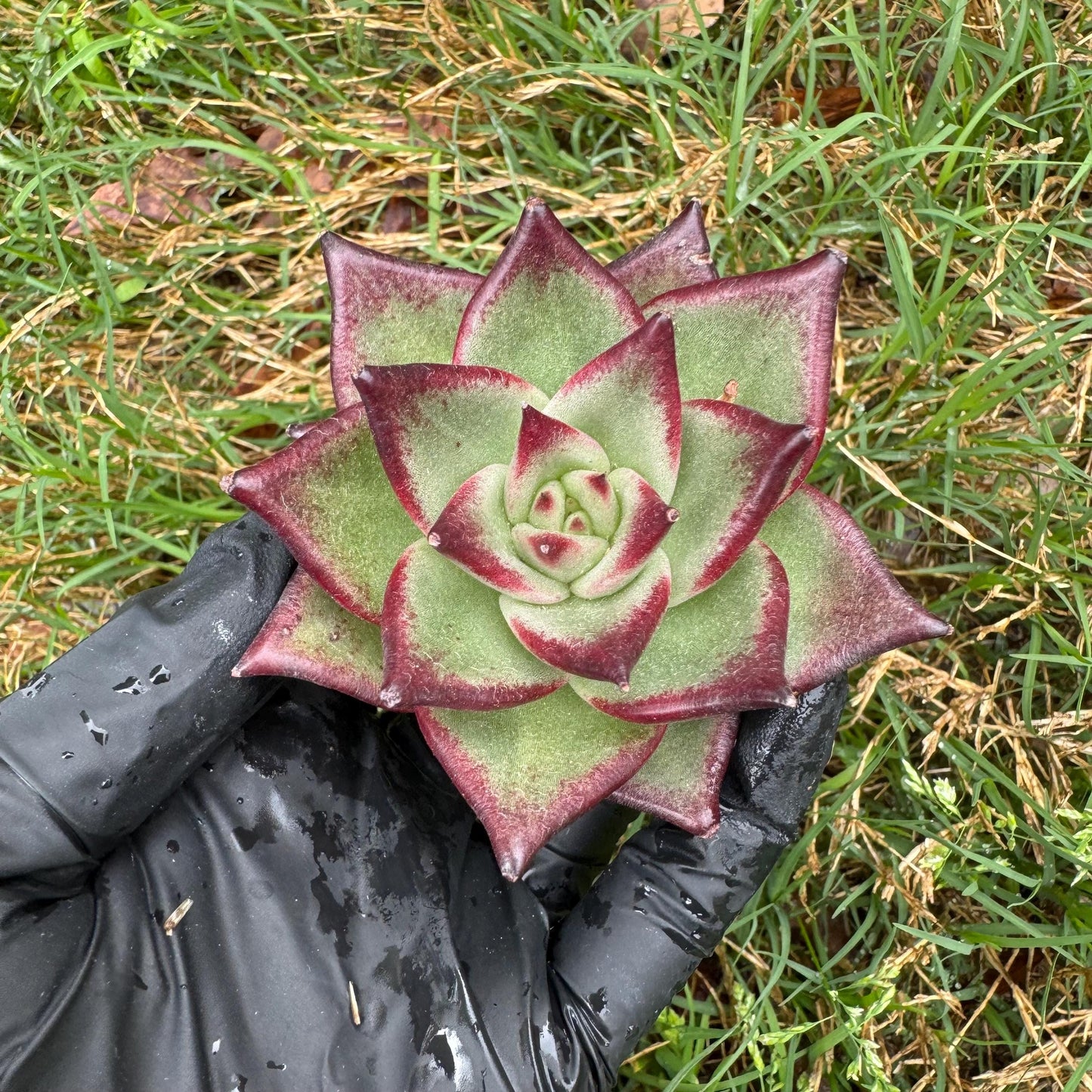 New succulents, Echeveri agavoides 'Ebony', small single size, 2.5 inches