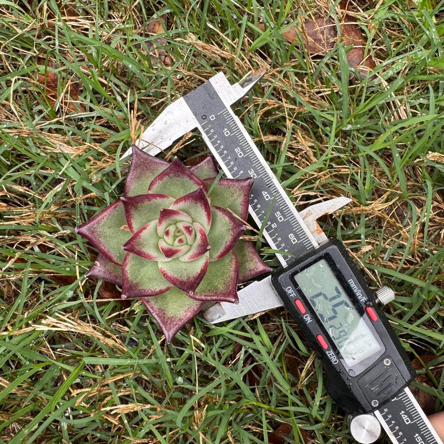 New succulents, Echeveri agavoides 'Ebony', small single size, 2.5 inches
