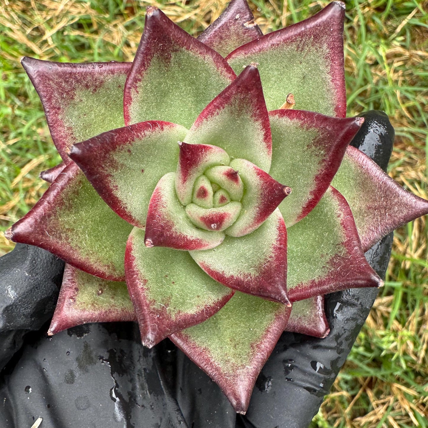 New succulents, Echeveri agavoides 'Ebony', small single size, 2.5 inches