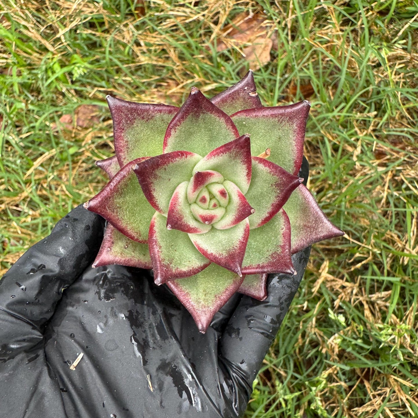 New succulents, Echeveri agavoides 'Ebony', small single size, 2.5 inches