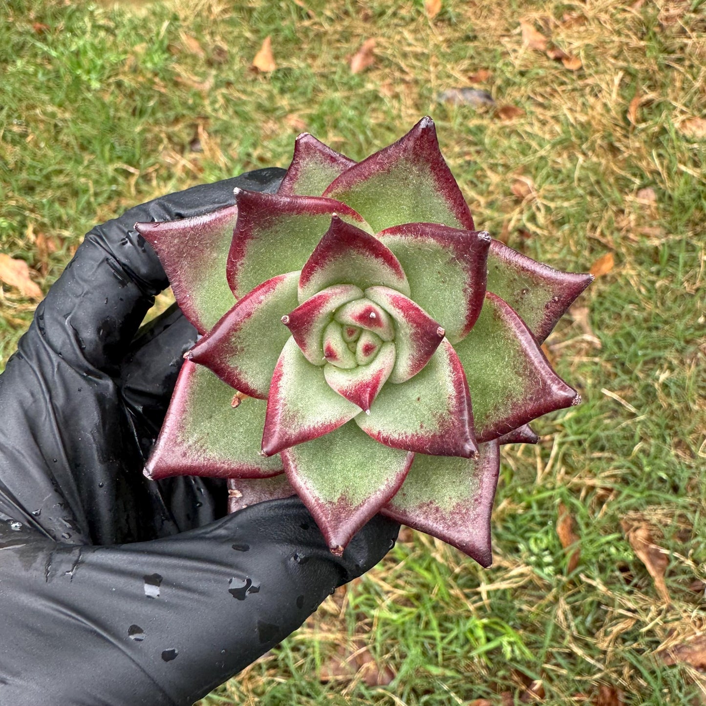 New succulents, Echeveri agavoides 'Ebony', small single size, 2.5 inches