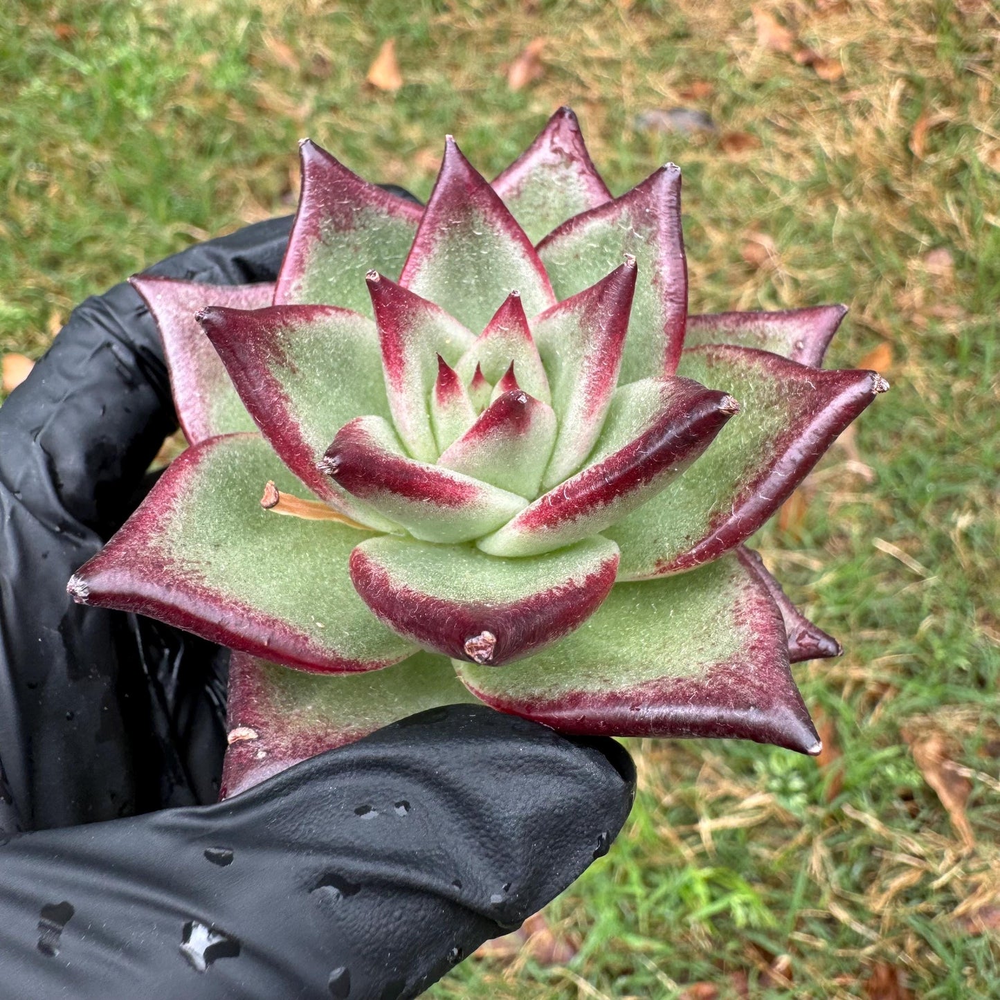 New succulents, Echeveri agavoides 'Ebony', small single size, 2.5 inches