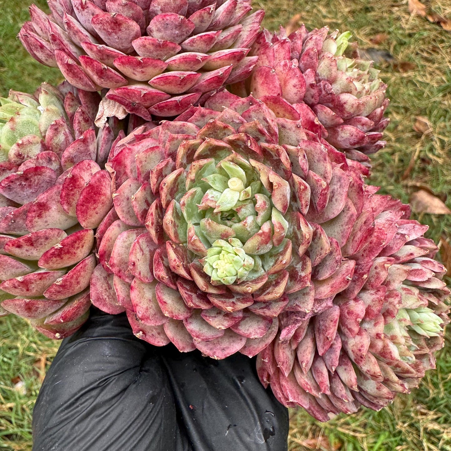 New succulents, Echeveria 'Red hole'' cluster, 5heads, 5.1inches