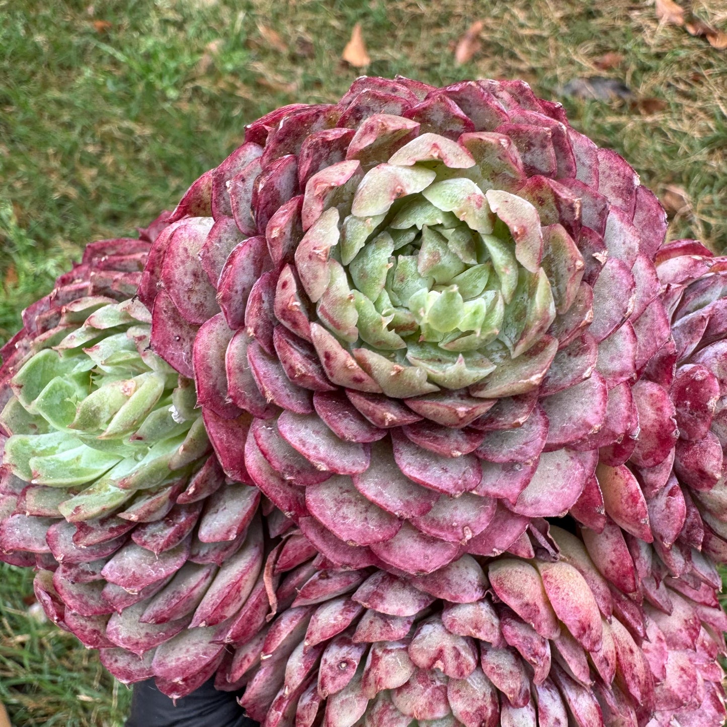 New succulents, Echeveria 'Red hole'' cluster, 5heads, 5.1inches