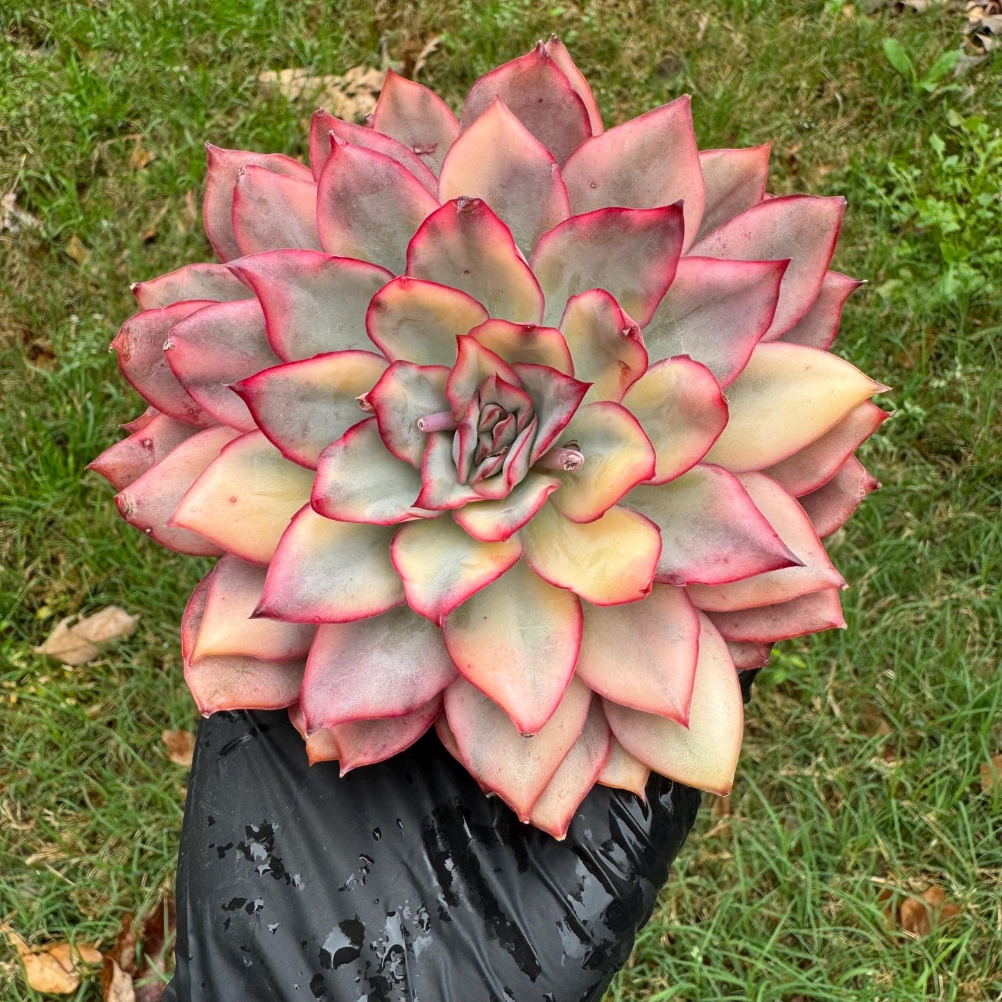 Rare succulents, Echeveria 'Moon Goddess 'Variegated,4.1inches