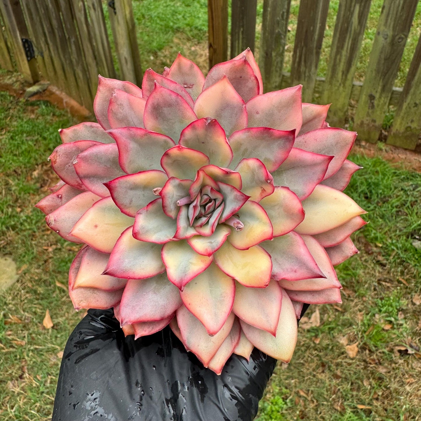 Rare succulents, Echeveria 'Moon Goddess 'Variegated,4.1inches