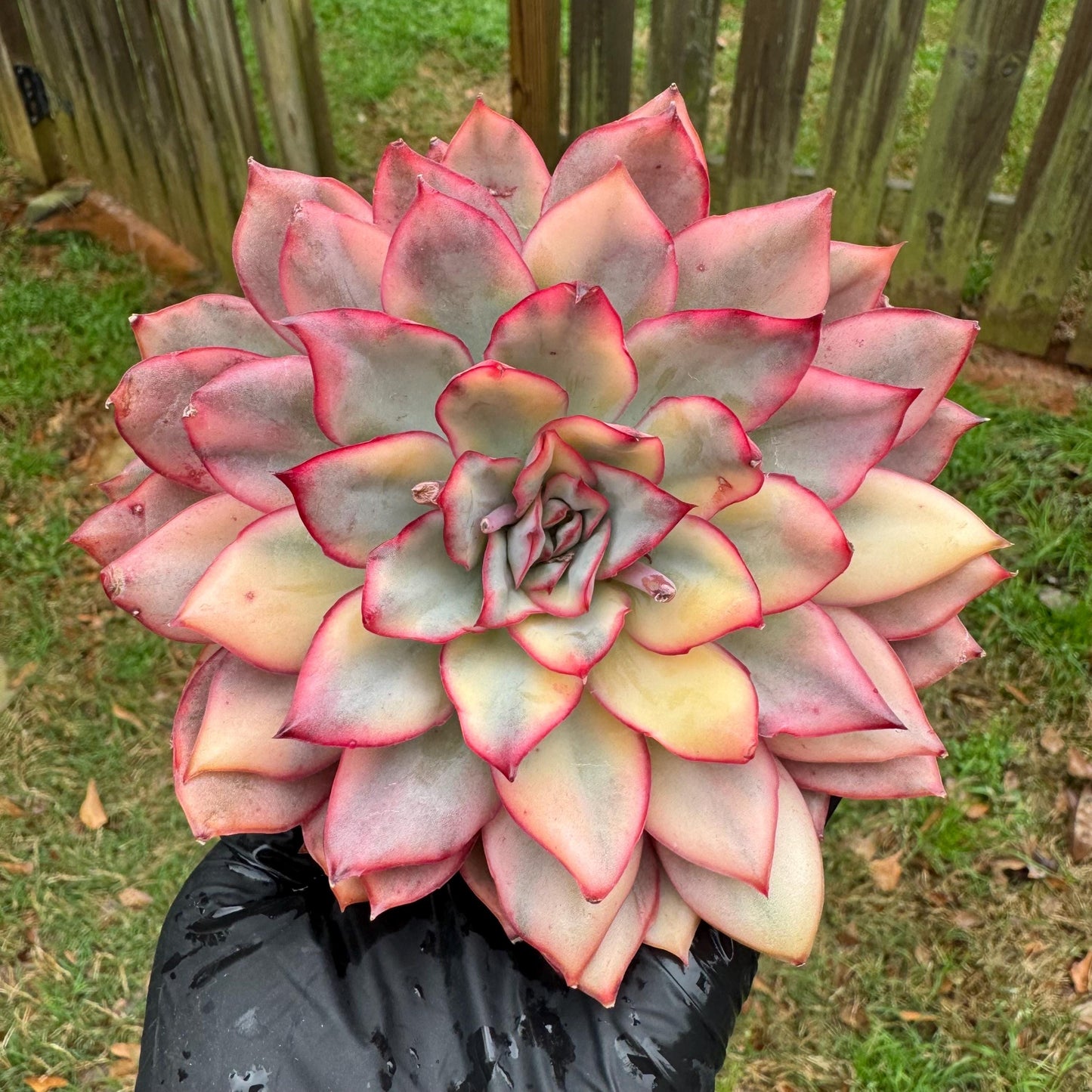 Rare succulents, Echeveria 'Moon Goddess 'Variegated,4.1inches