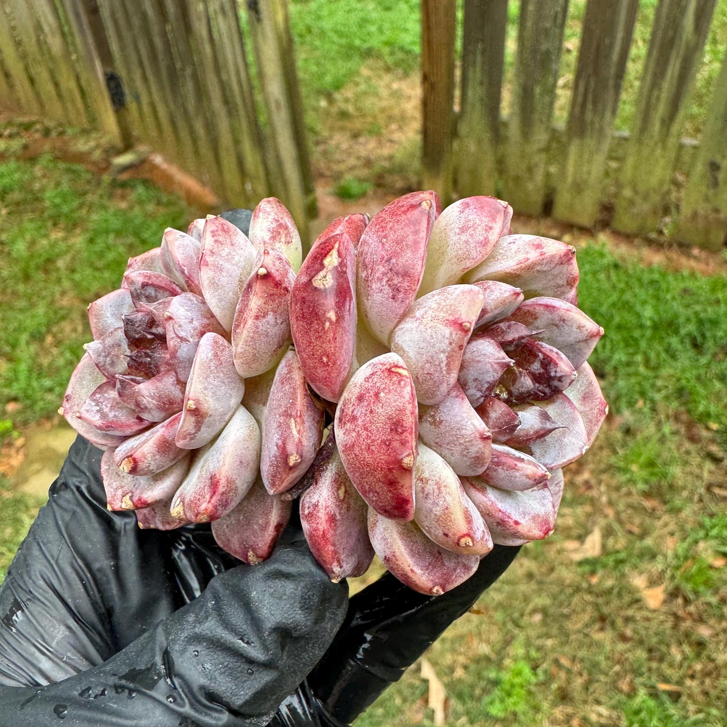 New succulents, Echeveria 'Red Velvet', 2.6inches