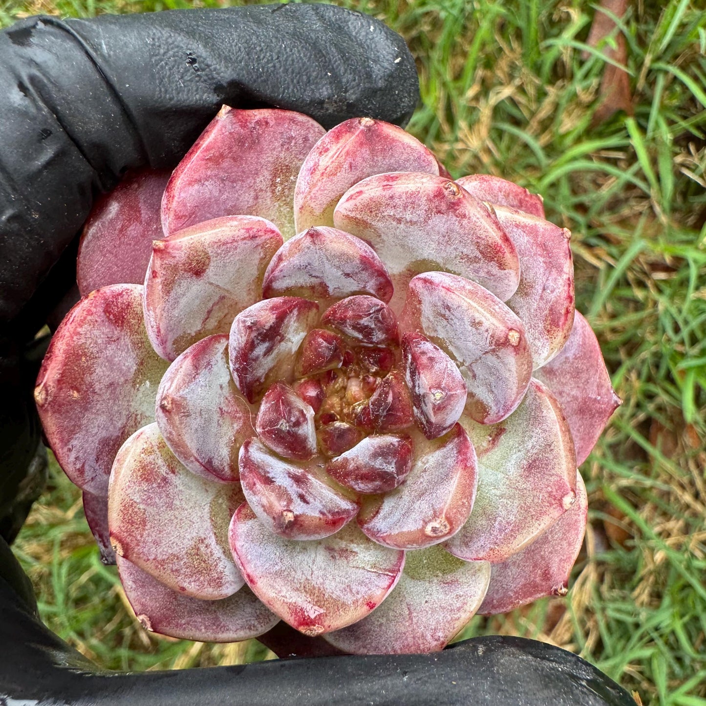 New succulents, Echeveria 'Red Velvet', 2.6inches
