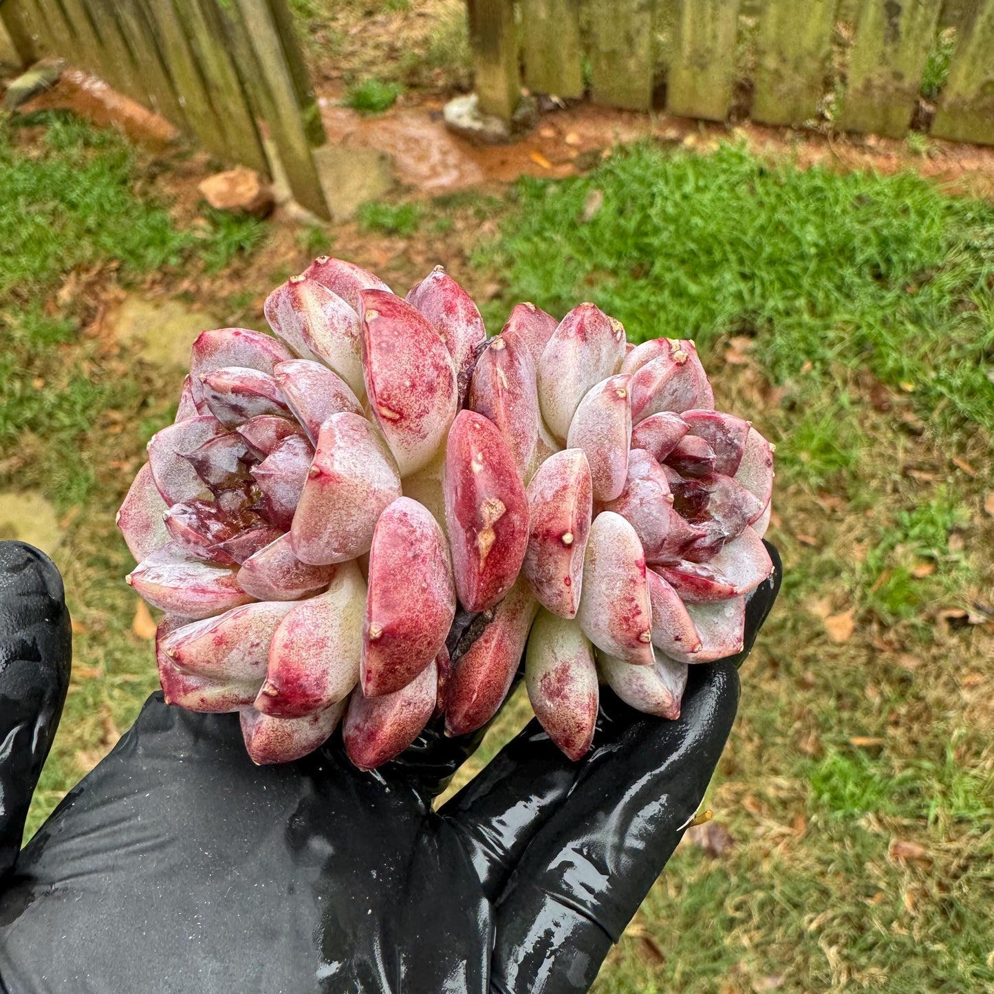 New succulents, Echeveria 'Red Velvet', 2.6inches