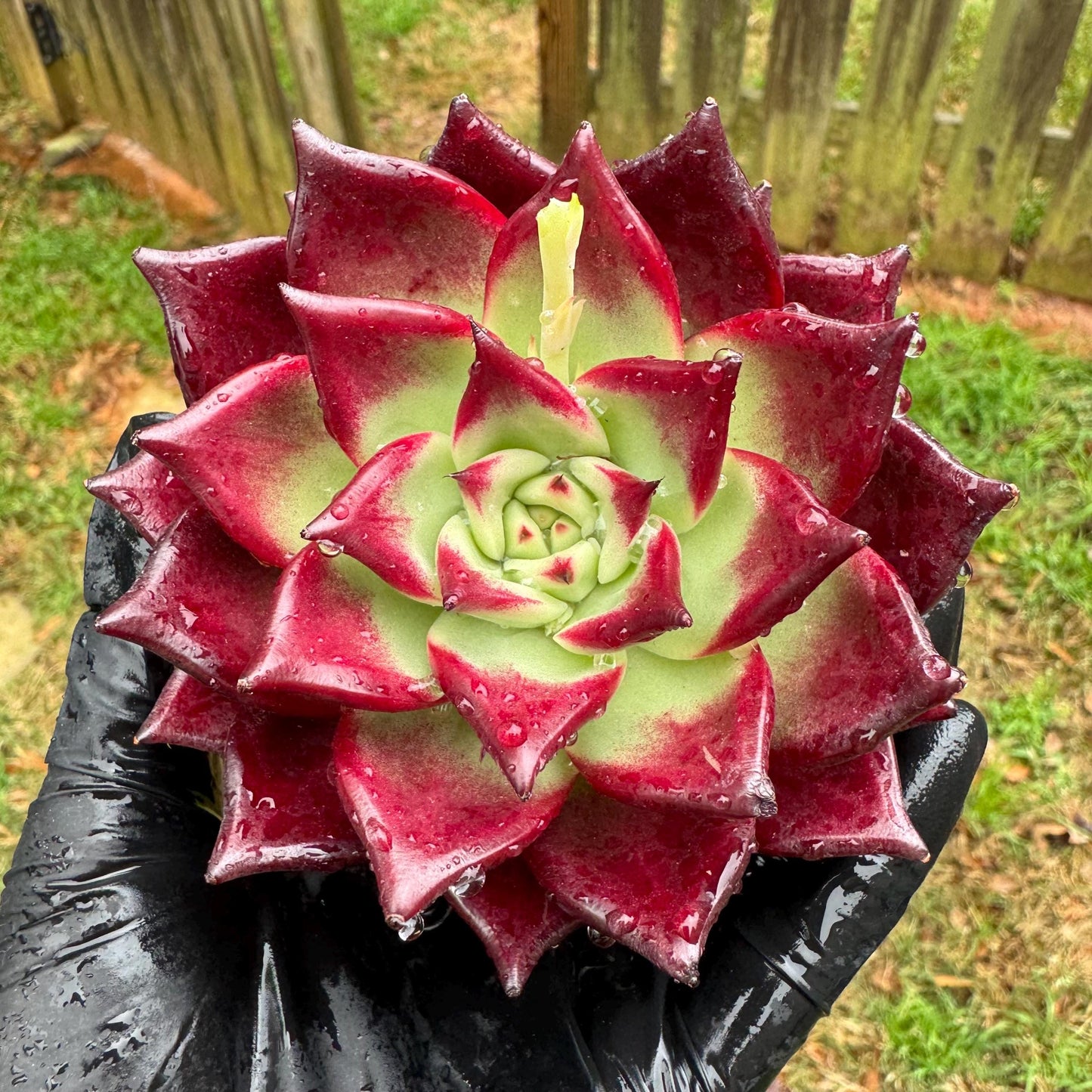 Rare succulents, Echeveria Bloody 'Rubin', 3.6inches