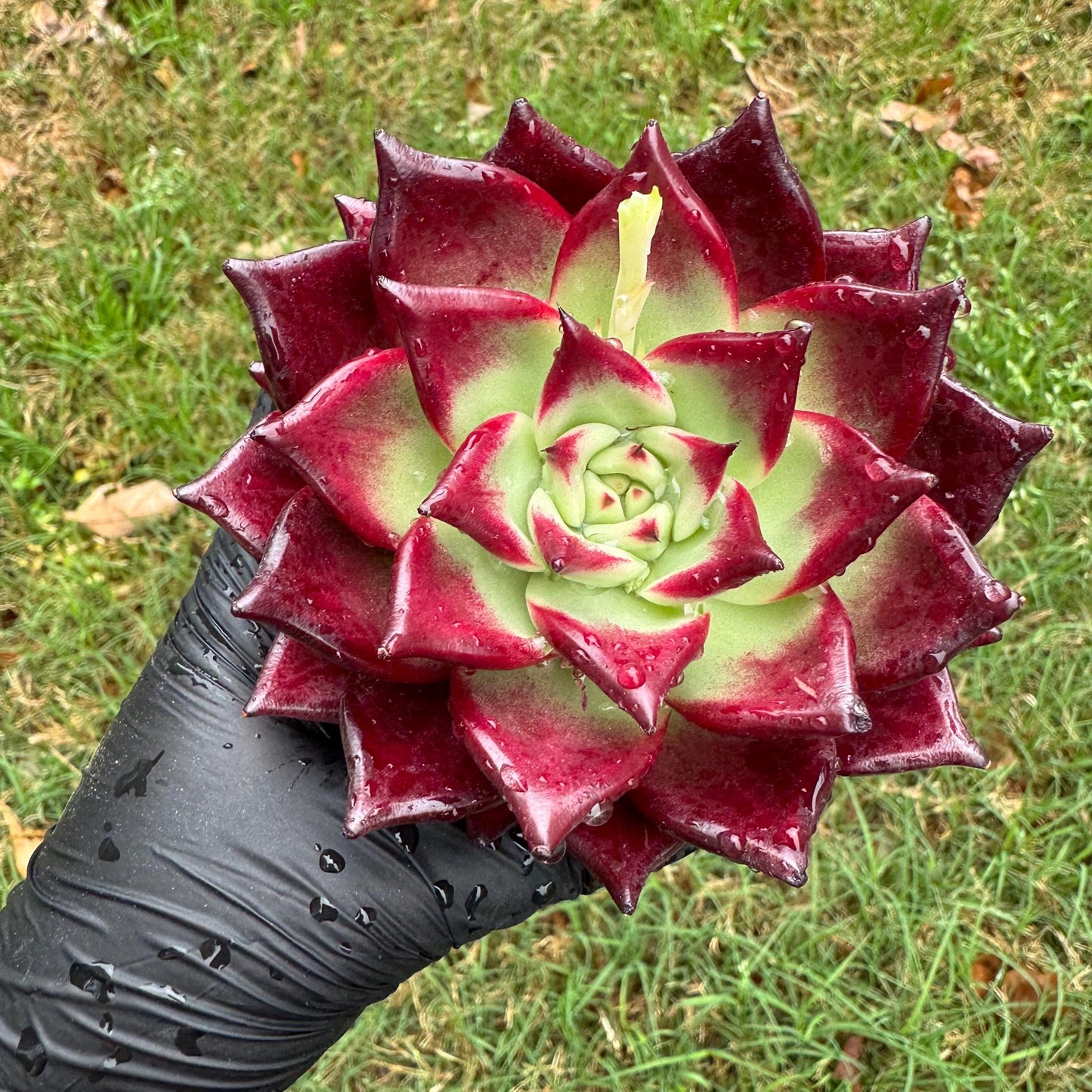Rare succulents, Echeveria Bloody 'Rubin', 3.6inches