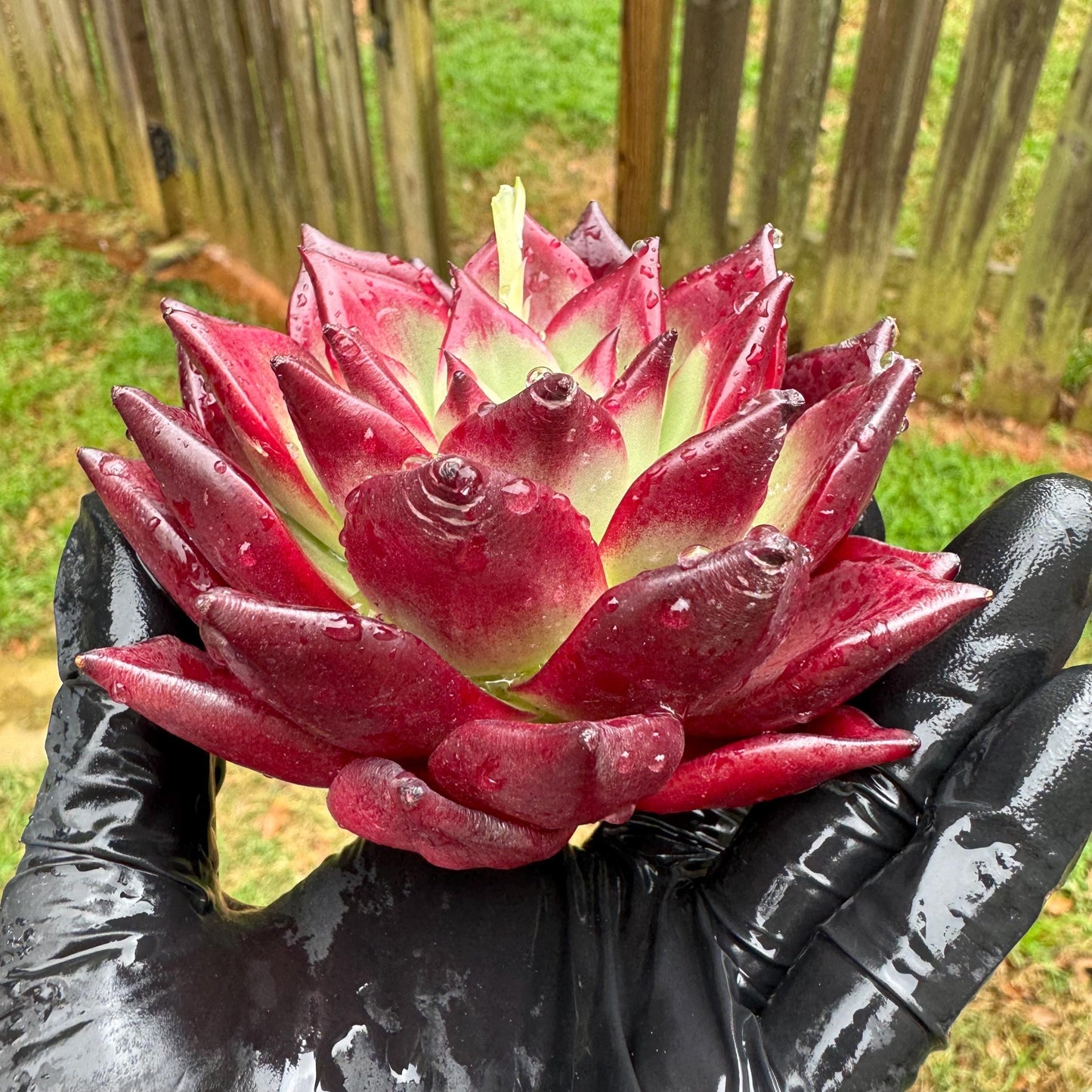 Rare succulents, Echeveria Bloody 'Rubin', 3.6inches