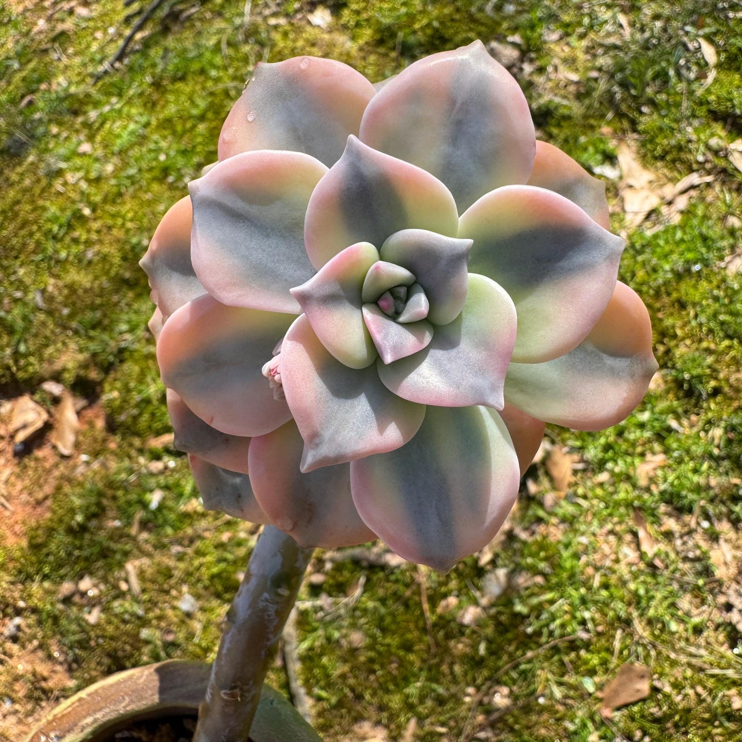 Rare succulents plants, Graptopetalum 'Purple Delight' Variegated, 3inches