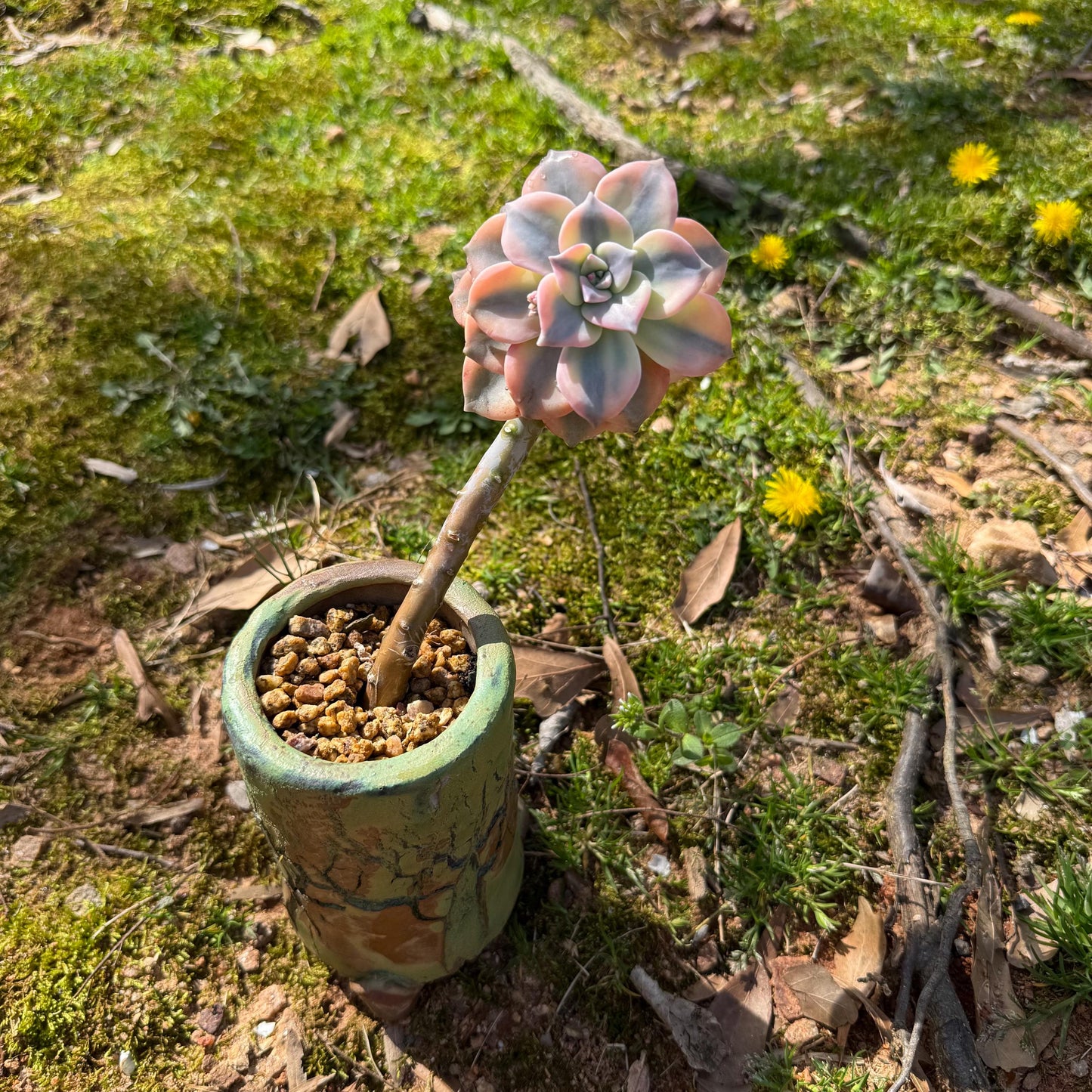 Rare succulents plants, Graptopetalum 'Purple Delight' Variegated, 3inches