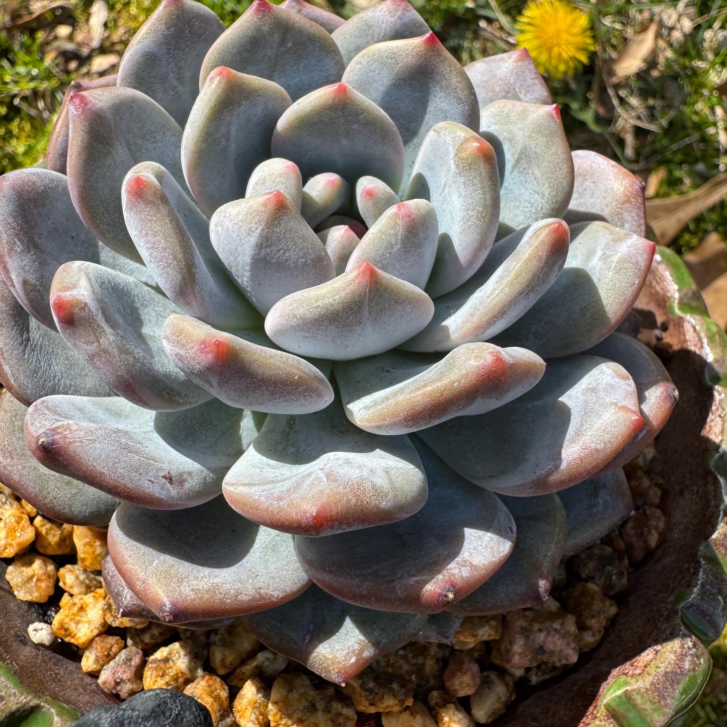 Succulents plants , Echeveria Korean ‘ Orange Monroe’, 3.2inches