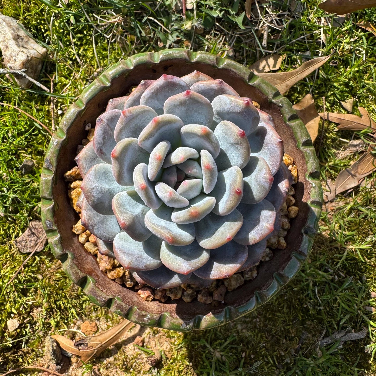 Succulents plants , Echeveria Korean ‘ Orange Monroe’, 3.2inches