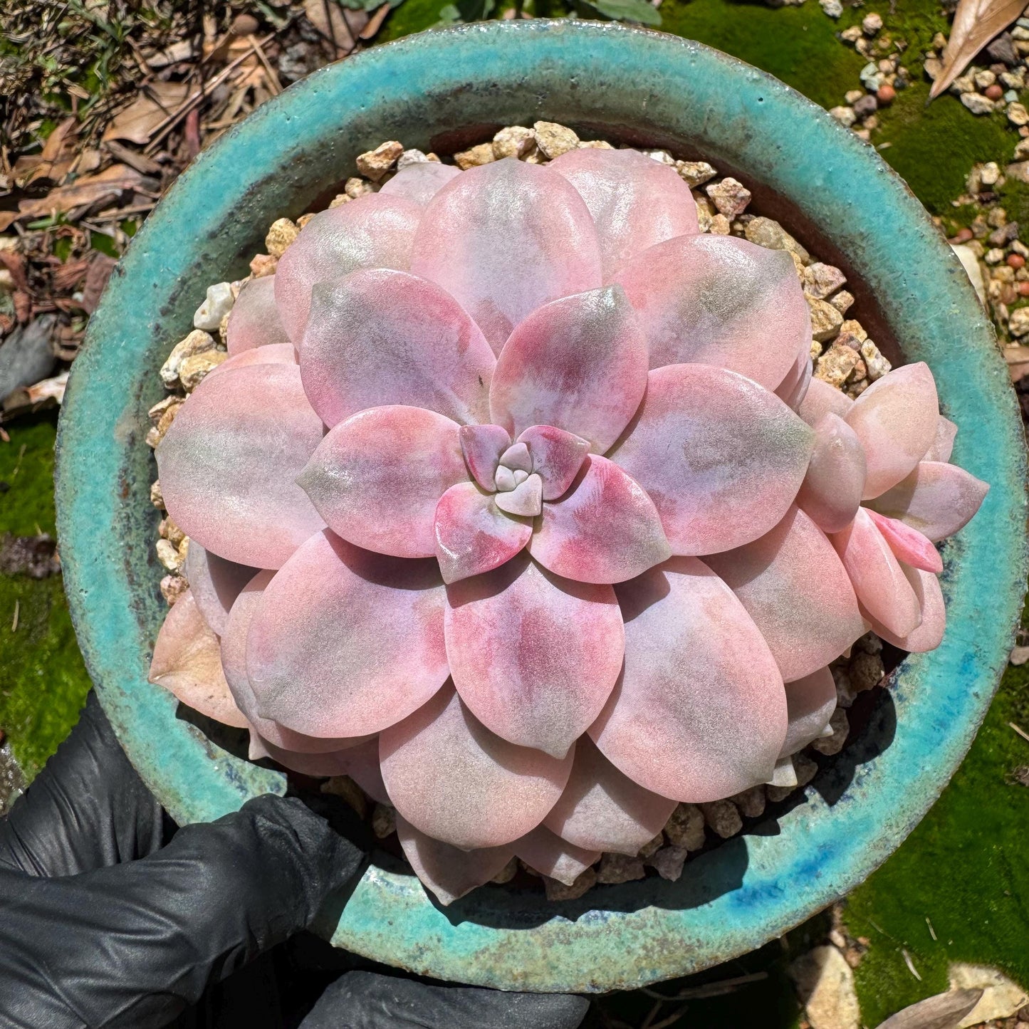 Rare succulents, Graptopetalum 'superbum variegated', 3.9inches, a single head with a baby