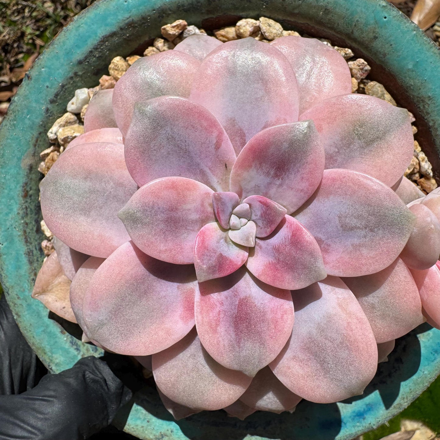 Rare succulents, Graptopetalum 'superbum variegated', 3.9inches, a single head with a baby