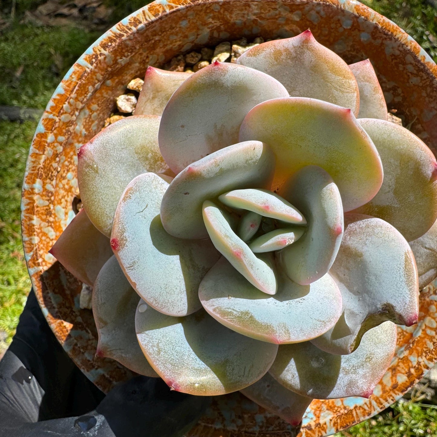 Rare succulents, Echeveria 'Hakuhou', 3.2inches