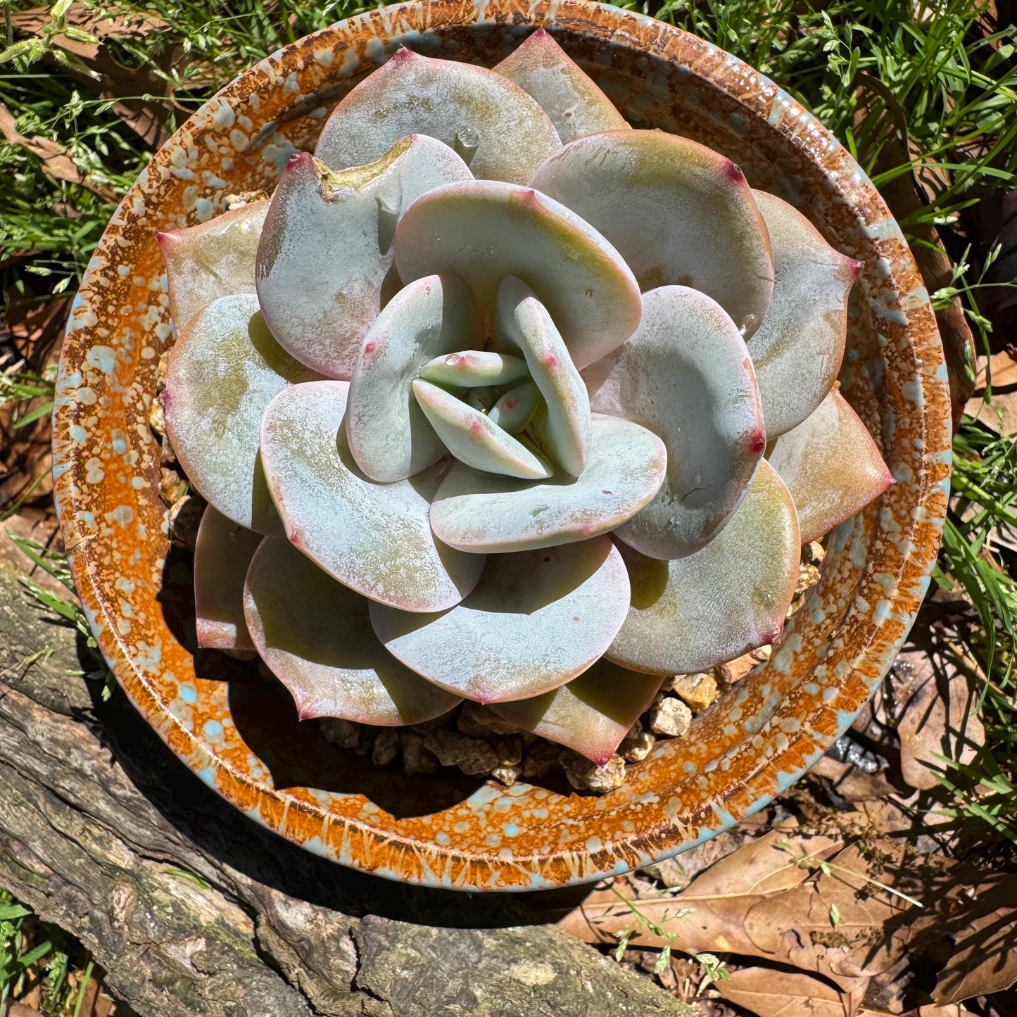 Rare succulents, Echeveria 'Hakuhou', 3.2inches