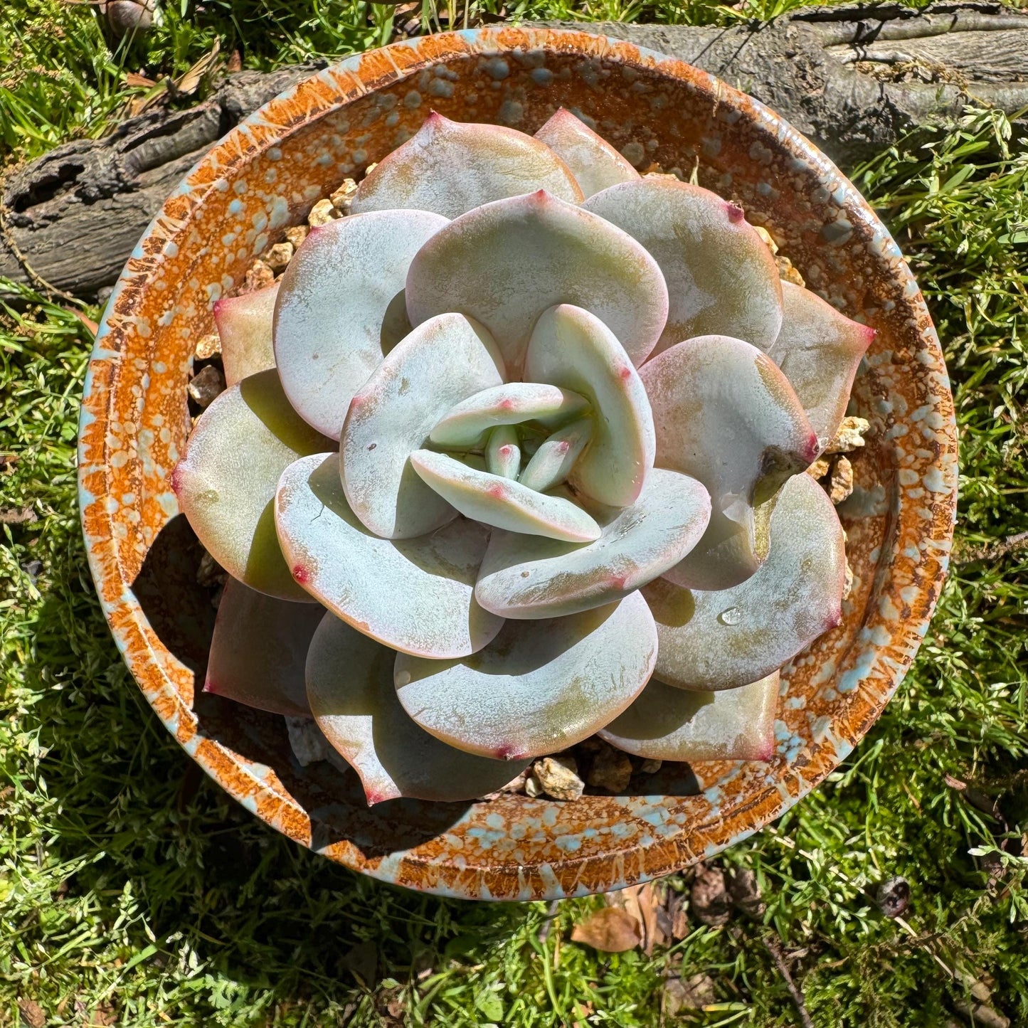 Rare succulents, Echeveria 'Hakuhou', 3.2inches