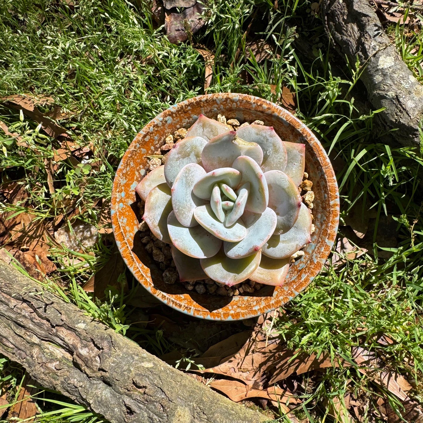Rare succulents, Echeveria 'Hakuhou', 3.2inches