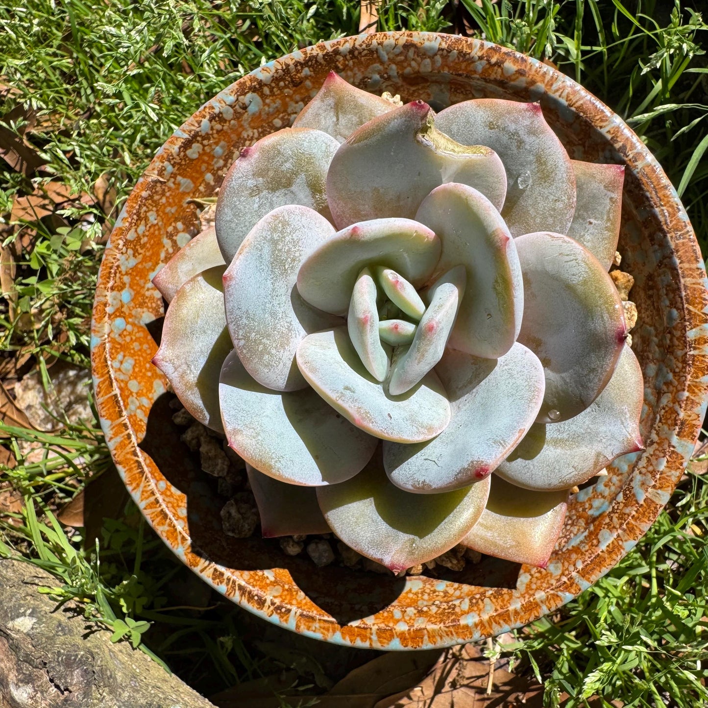 Rare succulents, Echeveria 'Hakuhou', 3.2inches