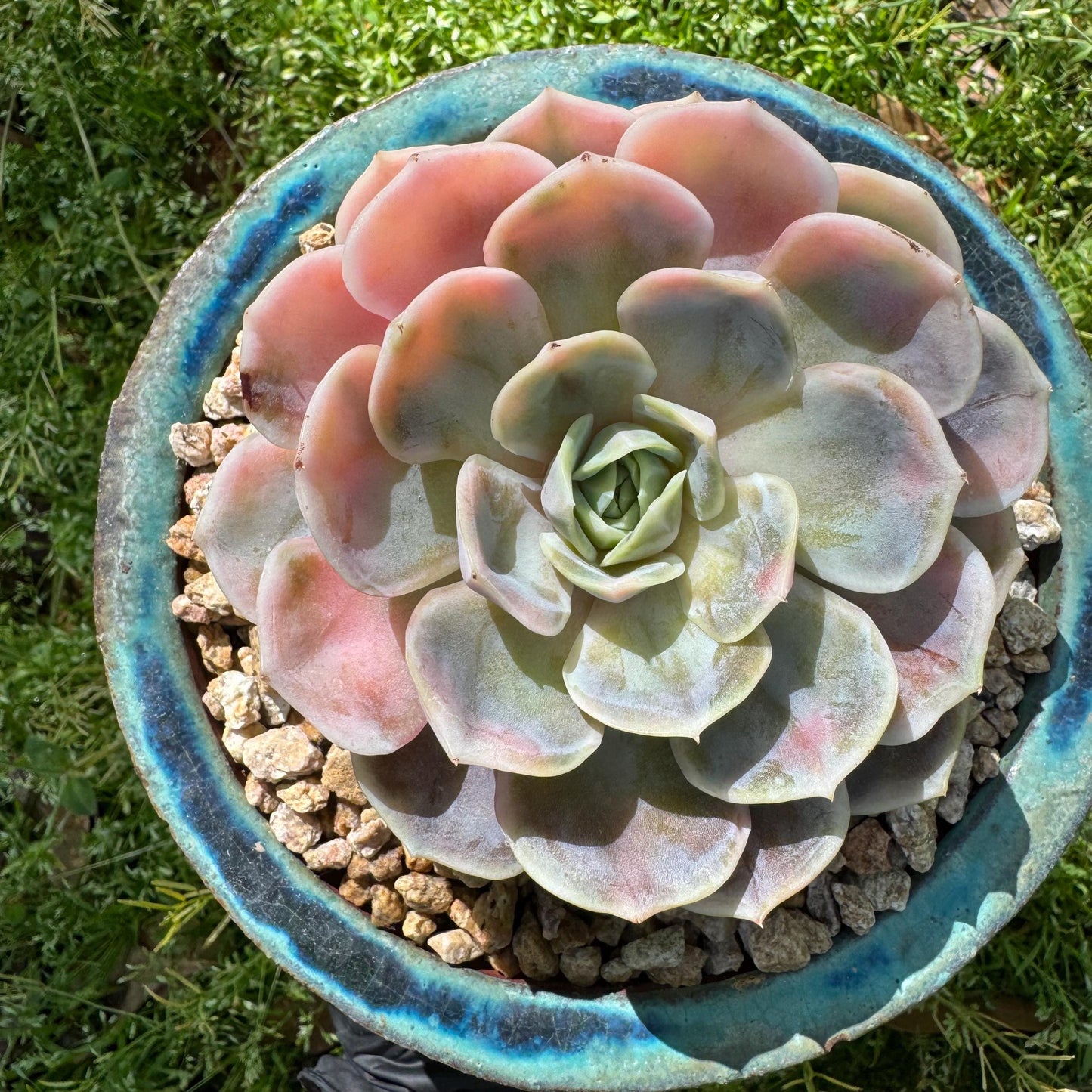 Rare succulents, Echeveria 'Blue Surprise variegated', 3.5inches
