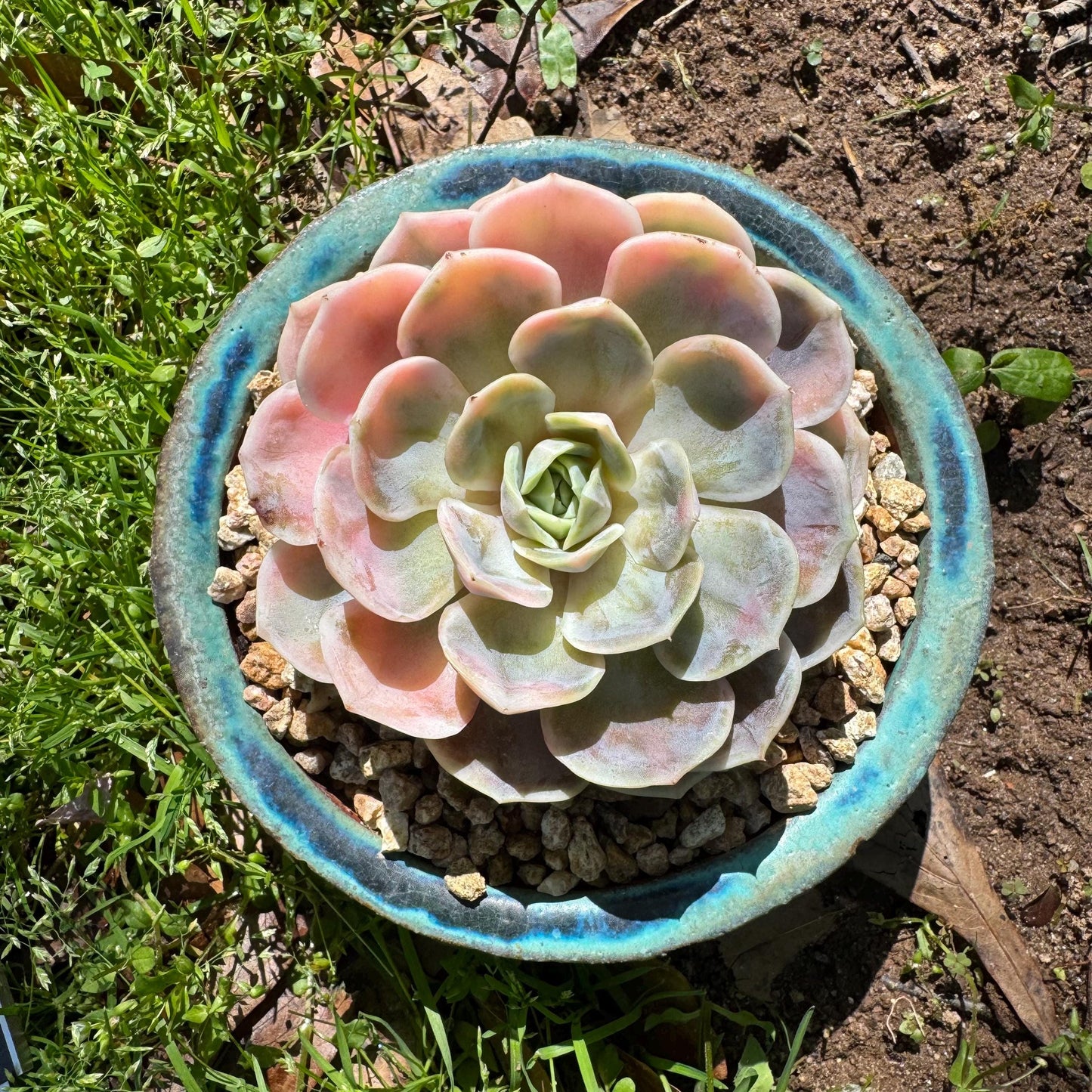 Rare succulents, Echeveria 'Blue Surprise variegated', 3.5inches