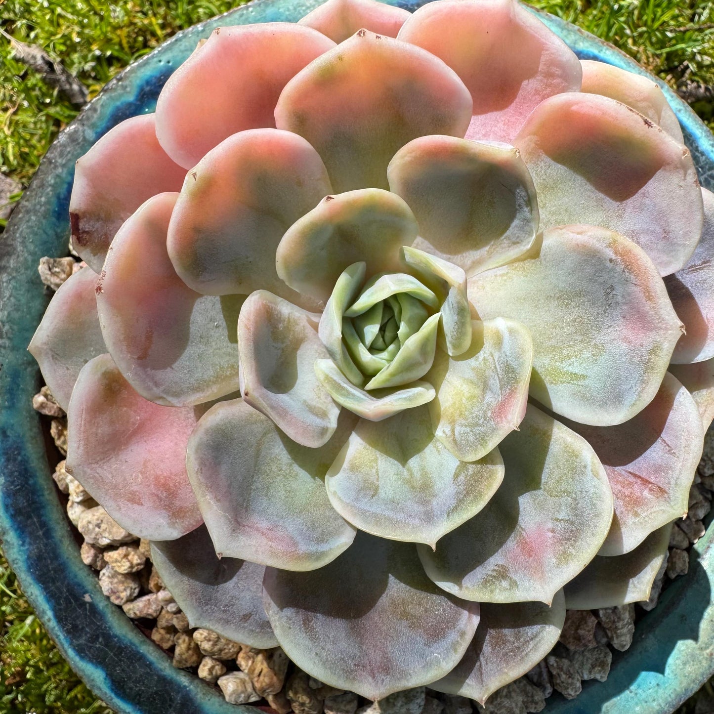 Rare succulents, Echeveria 'Blue Surprise variegated', 3.5inches
