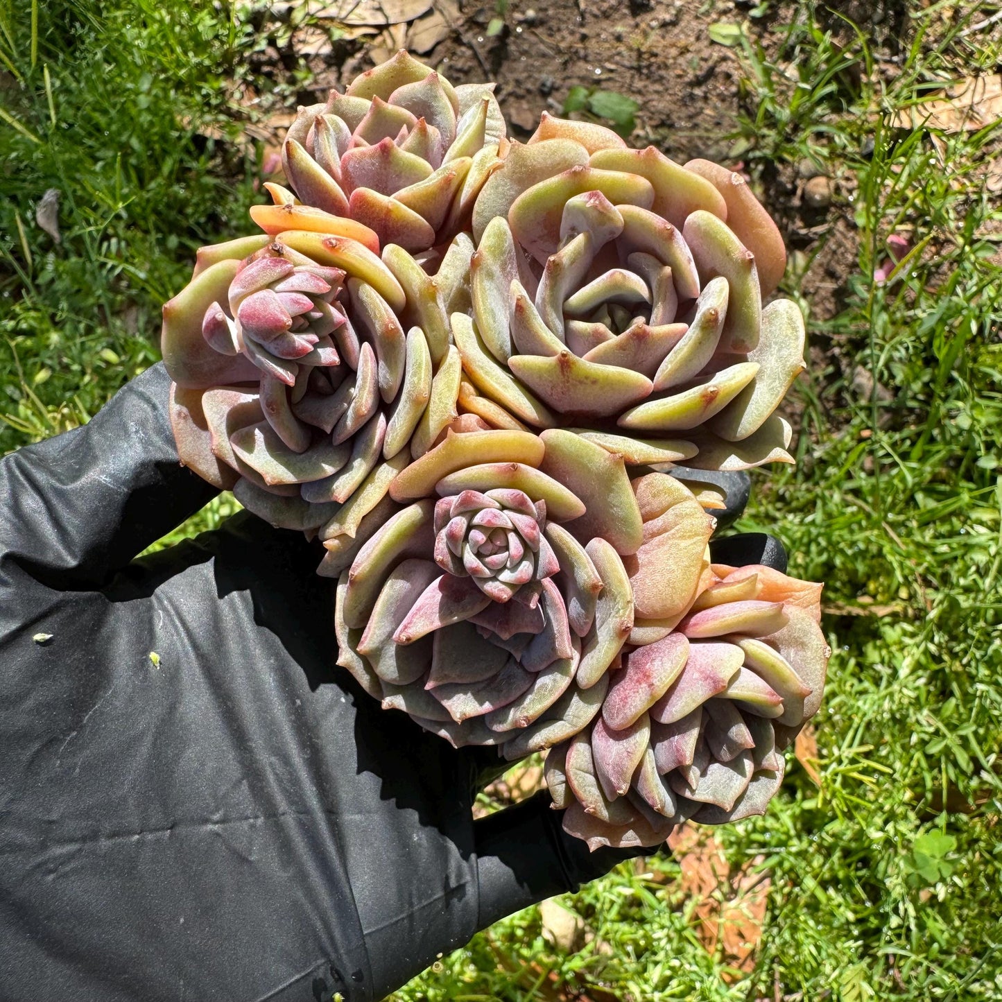 Rare succulents, Echeveria 'Pink butterfly ', 4heads, 3.1inches