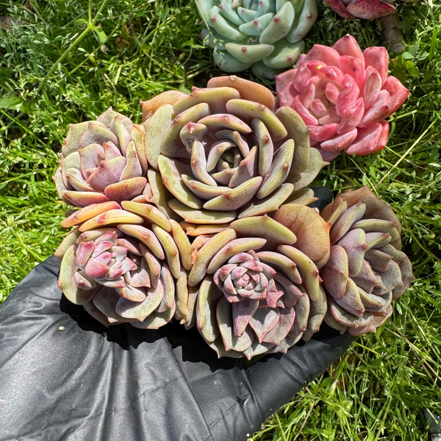 Rare succulents, Echeveria 'Pink butterfly ', 4heads, 3.1inches