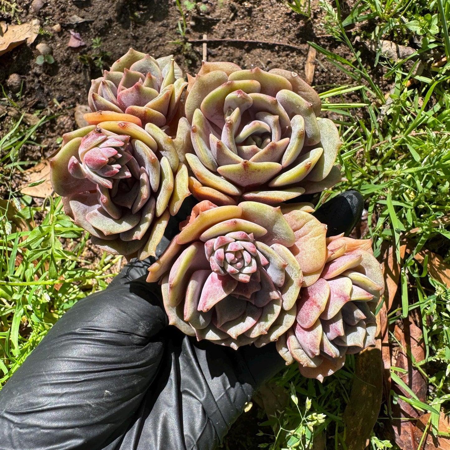 Rare succulents, Echeveria 'Pink butterfly ', 4heads, 3.1inches