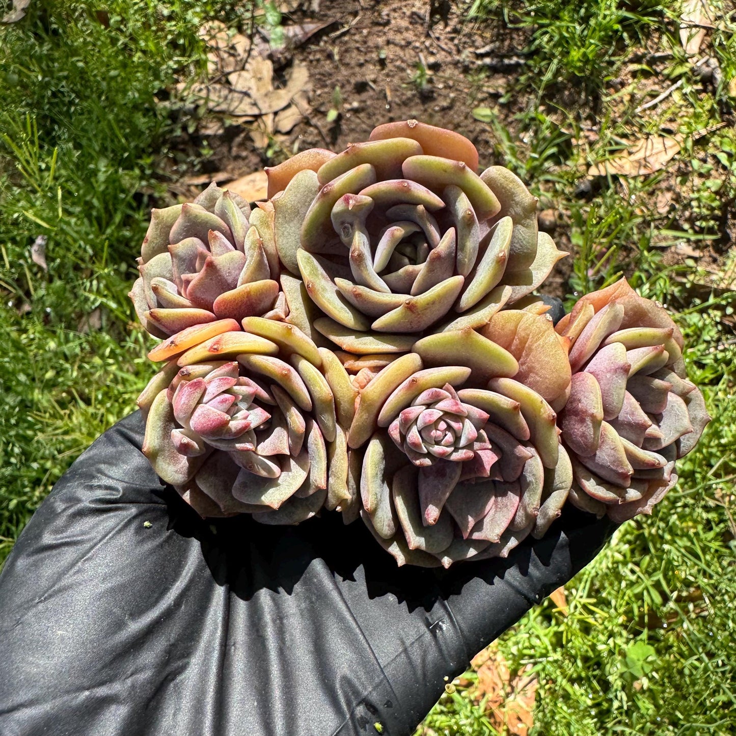 Rare succulents, Echeveria 'Pink butterfly ', 4heads, 3.1inches