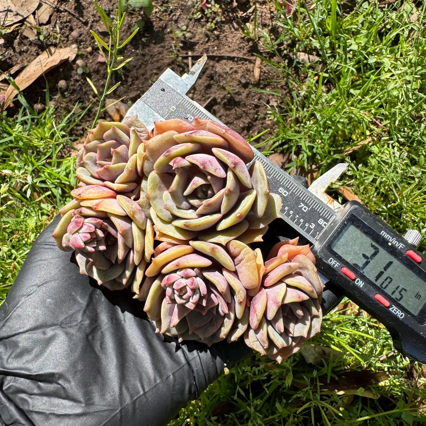 Rare succulents, Echeveria 'Pink butterfly ', 4heads, 3.1inches