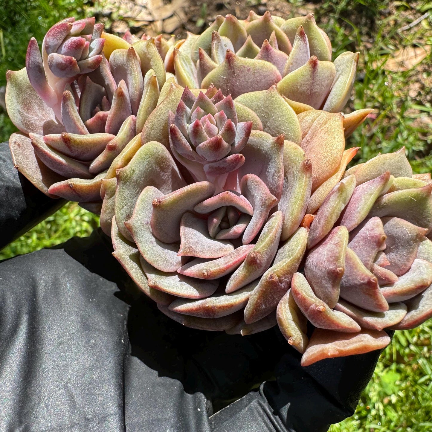 Rare succulents, Echeveria 'Pink butterfly ', 4heads, 3.1inches
