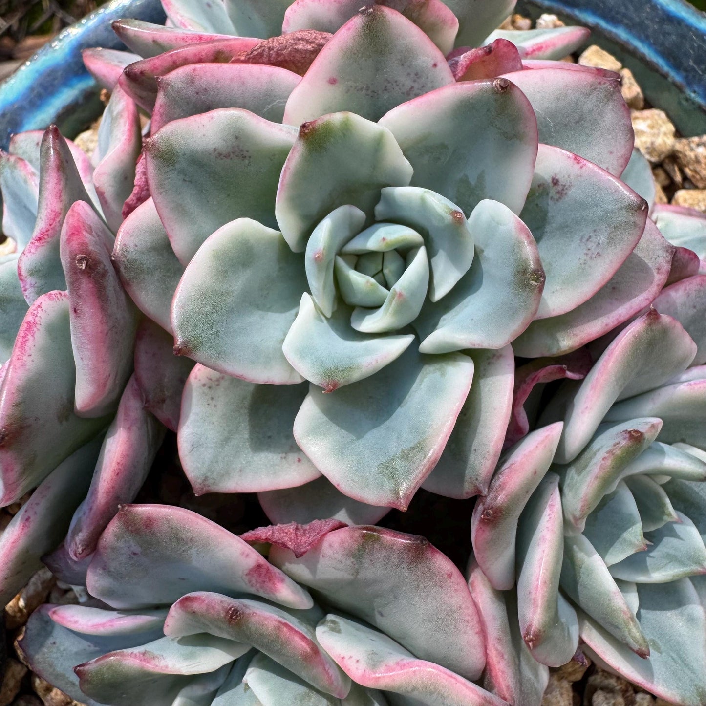 Succulents plants, Echeveria 'Atlantis variegated' cluster, 6heads, 3.6inches